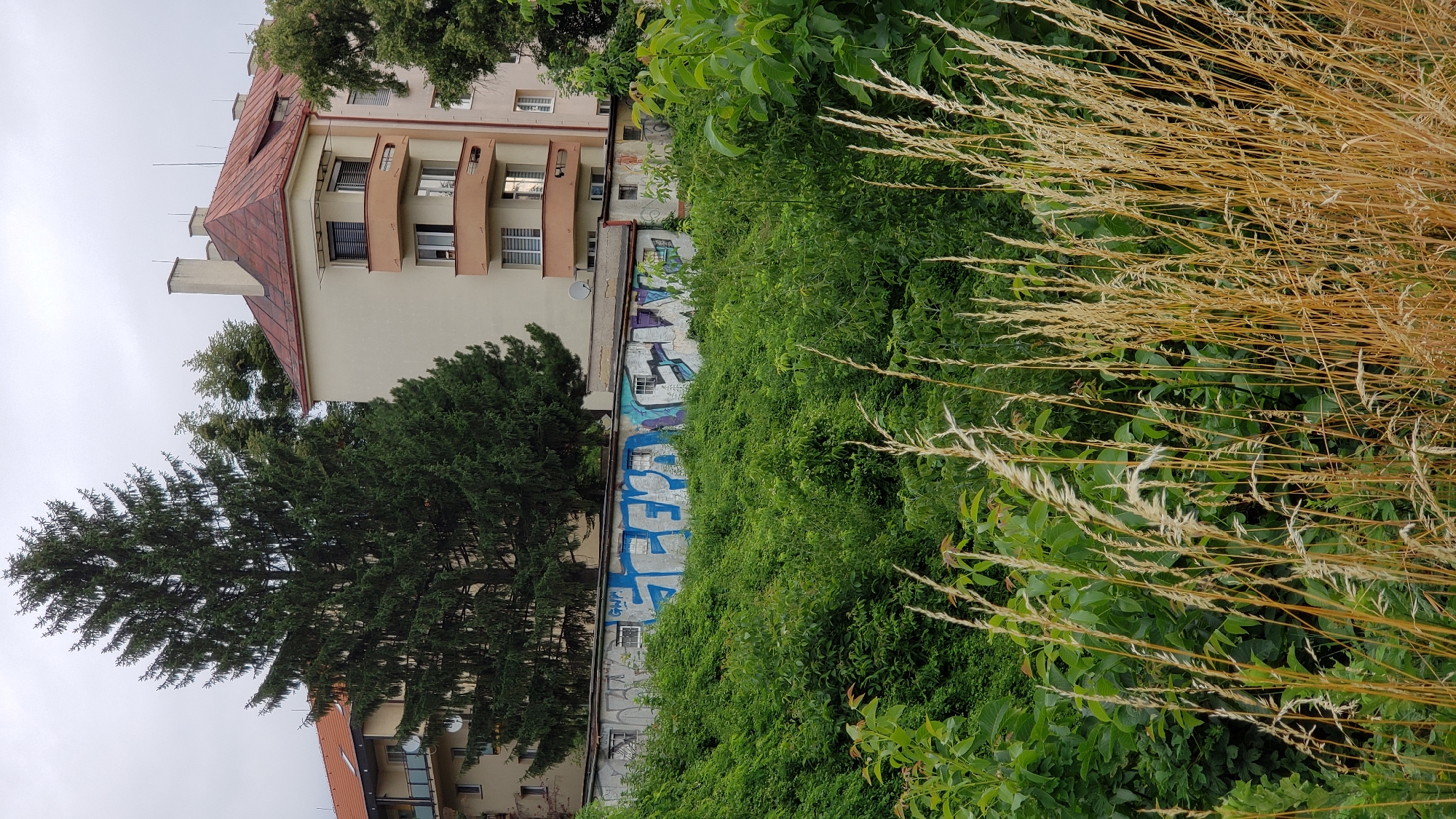 The image depicts an outdoor scene in Prešov, Slovakia, featuring a low-rise building with graffiti on its wall, overgrown vegetation, and a tall coniferous tree. The building appears to be a long, grey structure with several small windows and some visible air conditioning units. The graffiti is in bright blue and purple spray paint, with illegible text and symbols. The wall is set back from the foreground, which is dominated by dense, lush green foliage and tall, dry grasses. Behind the graffiti-covered building, a multi-story residential building with a reddish-brown tiled roof and beige-colored walls is visible. This building has balconies and several windows. The sky is overcast.