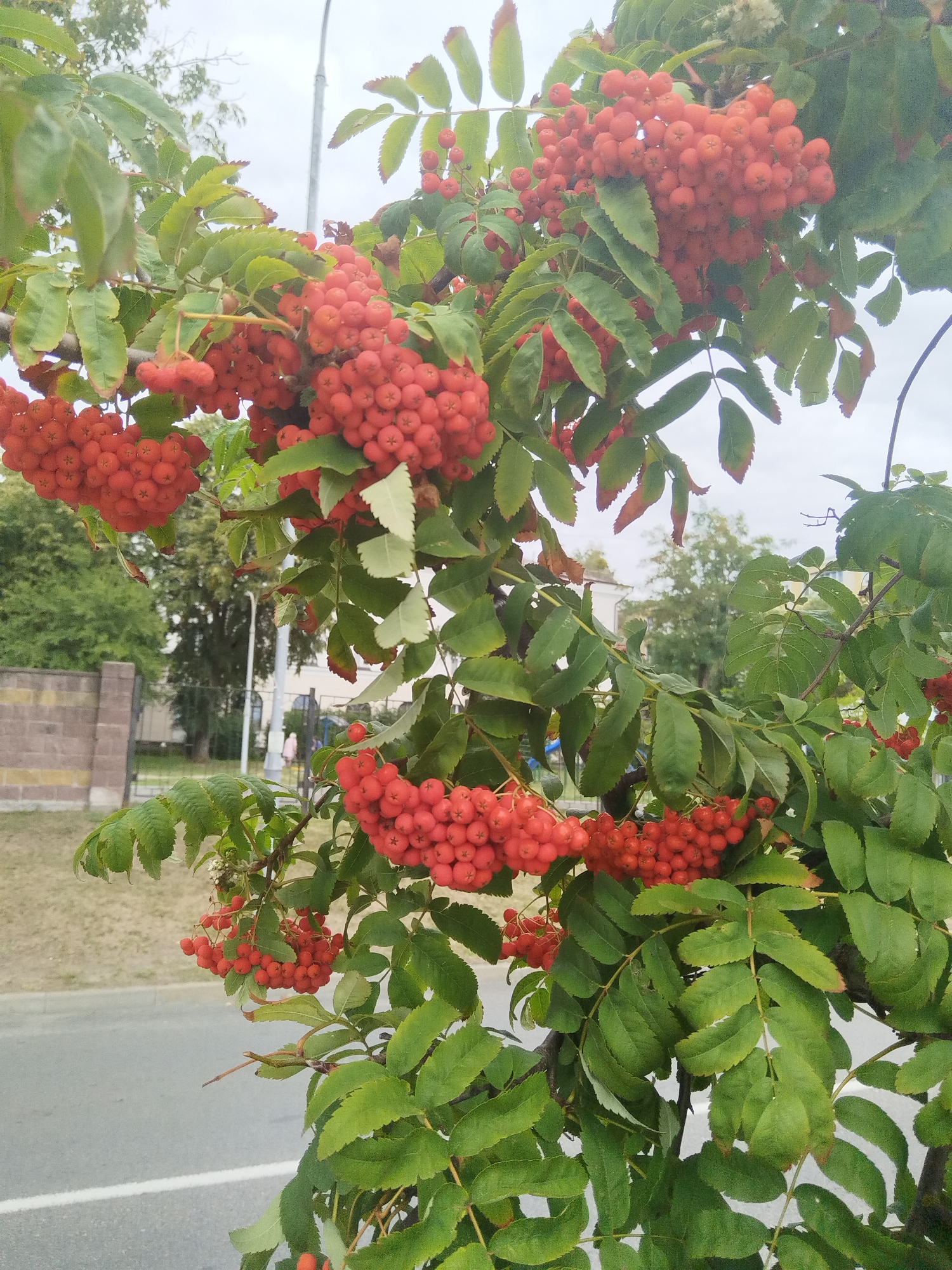 A close-up shot shows clusters of bright orange-red rowan berries hanging from a tree. The berries are small and round, and they are grouped together in dense bunches. Green leaves surround the berries, some of which are beginning to show signs of autumn color. In the background, a blurred scene of a city street is visible, with a lamppost, a brick wall, and a few buildings. The overall impression is one of early autumn abundance. The location is the city of Brest, Belarus.