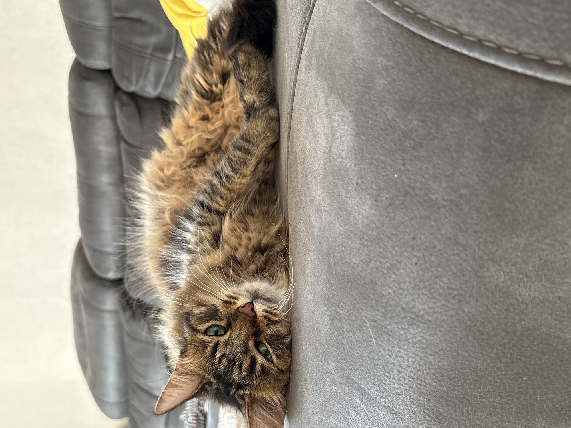 A long-haired tabby cat with green eyes is lying on its side on a gray couch. The cat is facing the camera, with its head resting on its paws. The couch appears to be made of leather and has astitched seam running down the middle. In the background, there is a dark gray sofa. The scene is indoors, with natural light coming from an unseen source. The location is not provided.