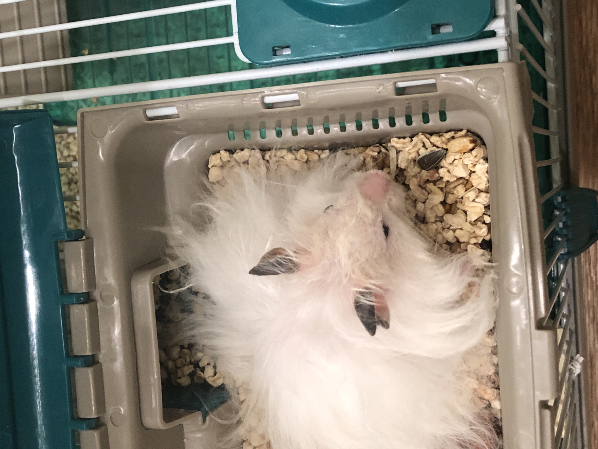 An overhead close-up shot shows a fluffy white hamster lying in wood shavings inside a tan plastic carrier. The hamster's eyes are closed and its nose is pink. It has black ears and is nestled in the bedding. A sunflower seed is visible in the shavings. The carrier is within a larger cage with white bars and a green base. The lid of the carrier, which is teal, is partially visible at the top. The scene is indoors, and no location in Solikamsk, Russia, is discernible.