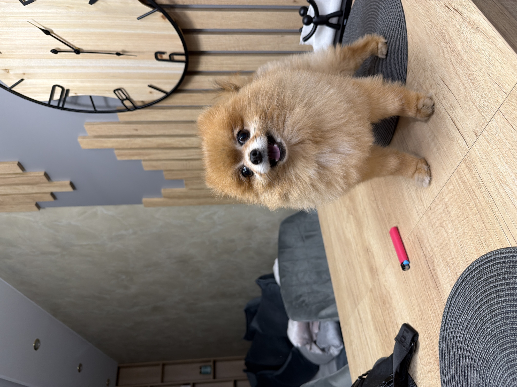 The image shows a Pomeranian dog standing on a wooden table in what appears to be a modern living room or dining area. The dog is light brown with a fluffy coat and has its mouth open, looking directly at the camera. Behind the dog, a large wooden clock with black numbers and hands is mounted on a wall decorated with vertical wooden slats. To the left of the dog on the table, there is a pink marker and a black bag strap. In the background, there is a sofa with dark pillows. The room is dimly lit, suggesting it might be evening. The image does not provide any information that would allow for the determination of its location in Sofia, Bulgaria.