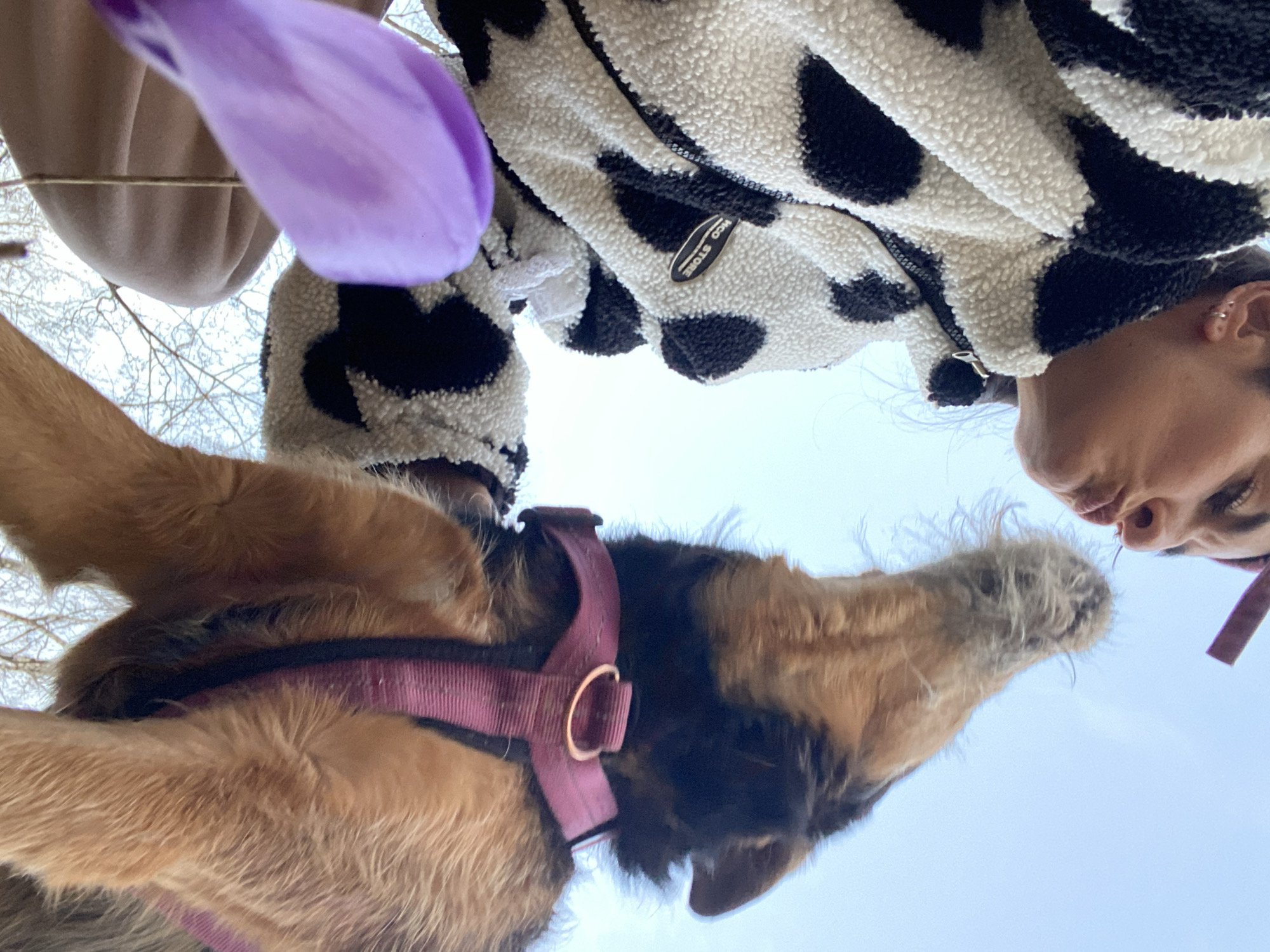 A low-angle shot depicts a dog wearing a maroon harness with a gold-colored metal ring. A person wearing a white and black cow-print fleece jacket is facing the dog, their faces close. A purple flower is visible in the top left corner of the frame. The background is a pale blue sky. Bare tree branches are also visible behind the individuals. The location is not discernible from the image.