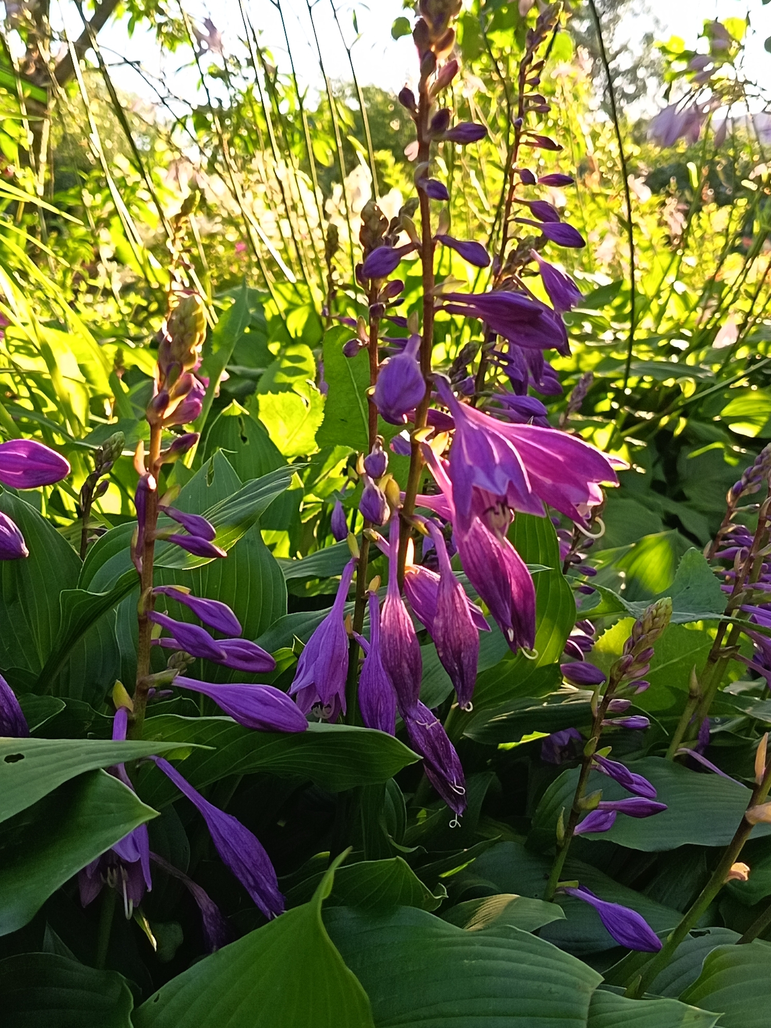 A low-angle, close-up shot showcases a cluster of purple hosta flowers and their buds, illuminated by bright, natural sunlight. The flowers, with their trumpet-like shapes and delicate white stamens, hang from slender green stems amidst large, lush green hosta leaves. Some of the flowers are fully open, while others remain as tightly closed buds. The background is a blur of green foliage and dappled sunlight, suggesting a garden setting. There are no people or animals visible in the image. The overall impression is one of a vibrant, sun-drenched garden in full bloom.