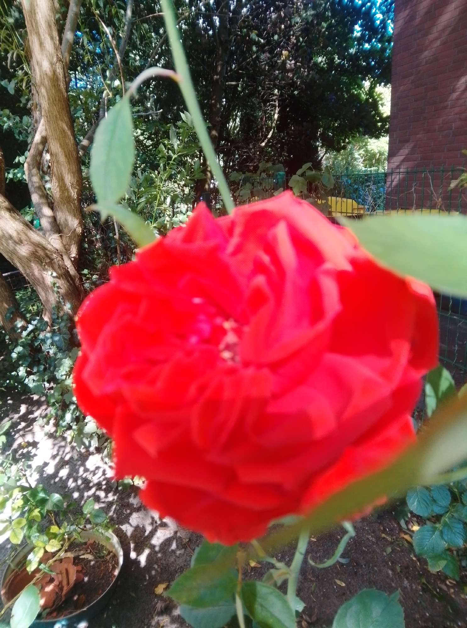 A close-up, slightly blurry shot of a vibrant red rose is the central focus of this outdoor scene. The rose is in full bloom, with tightly packed petals forming a swirling pattern. Its stem is green and visible in the foreground, with a few leaves scattered around. Behind the rose, a variety of greenery suggests a garden setting, including the trunk of a tree with rough bark on the left, and darker, denser foliage in the background. To the right, a section of a red brick building and a green wire fence are visible, indicating the presence of human habitation. The ground appears to be soil, with some shadows cast by sunlight filtering through the leaves. A portion of a metal pot containing soil and some dried organic material is visible in the lower left corner. The overall impression is that of a sunny day in a residential garden. While the exact location within the city of Wedel, Germany cannot be definitively determined from the image alone, the presence of a building, fence, and garden elements suggests a domestic or park environment within the city. There are no people or animals visible in the frame, and no specific actions or interactions are depicted.