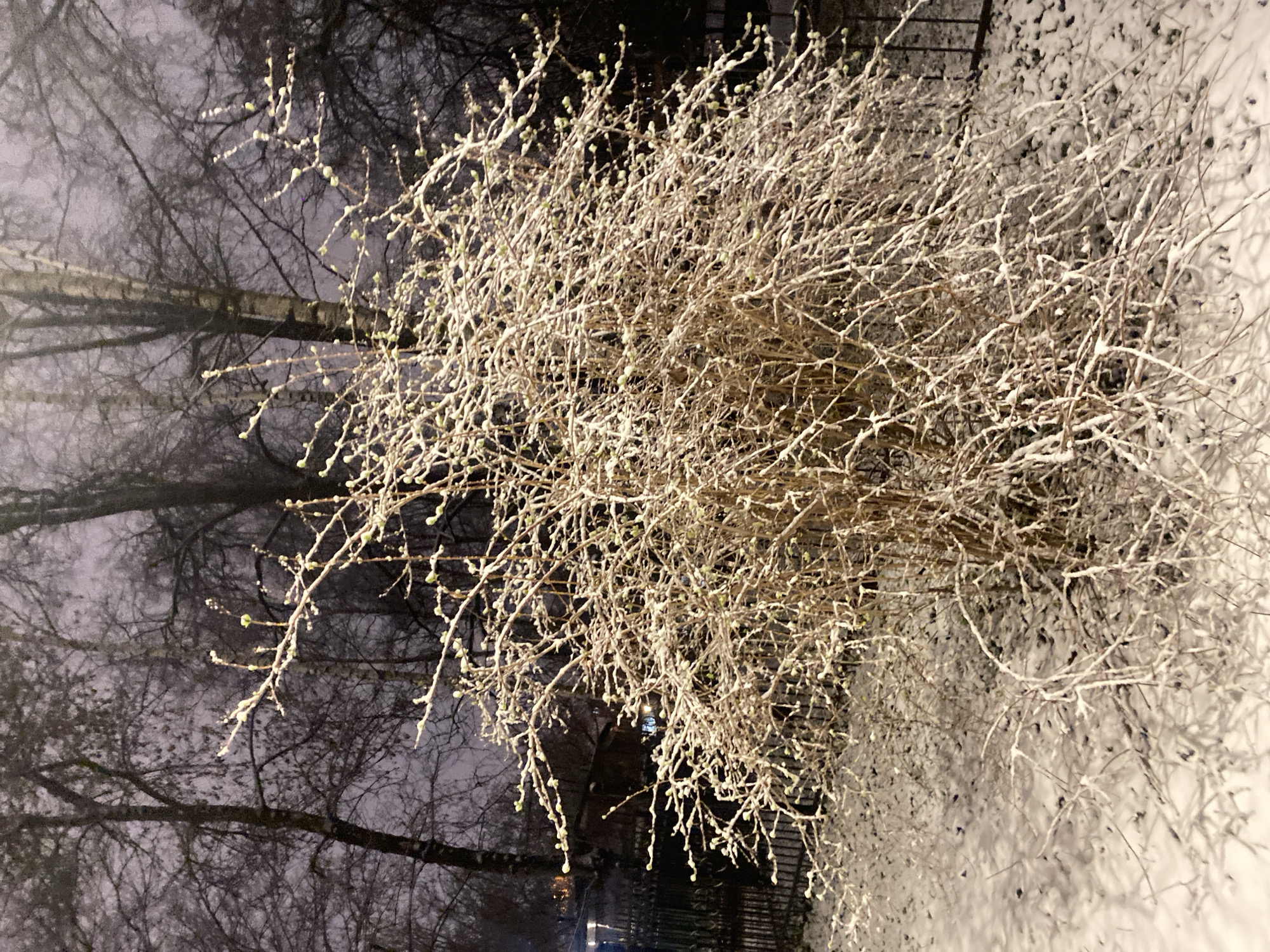 The image depicts a bush covered in snow, likely located in a park in Moscow, Russia. Bare trees are visible in the background. The scene is likely taken during winter, and appears to be dusk or nighttime. No people are visible in the image. A fence is partially visible in the background. The snow is on the bush branches, ground, and fence. The focus is on the bush in the foreground.