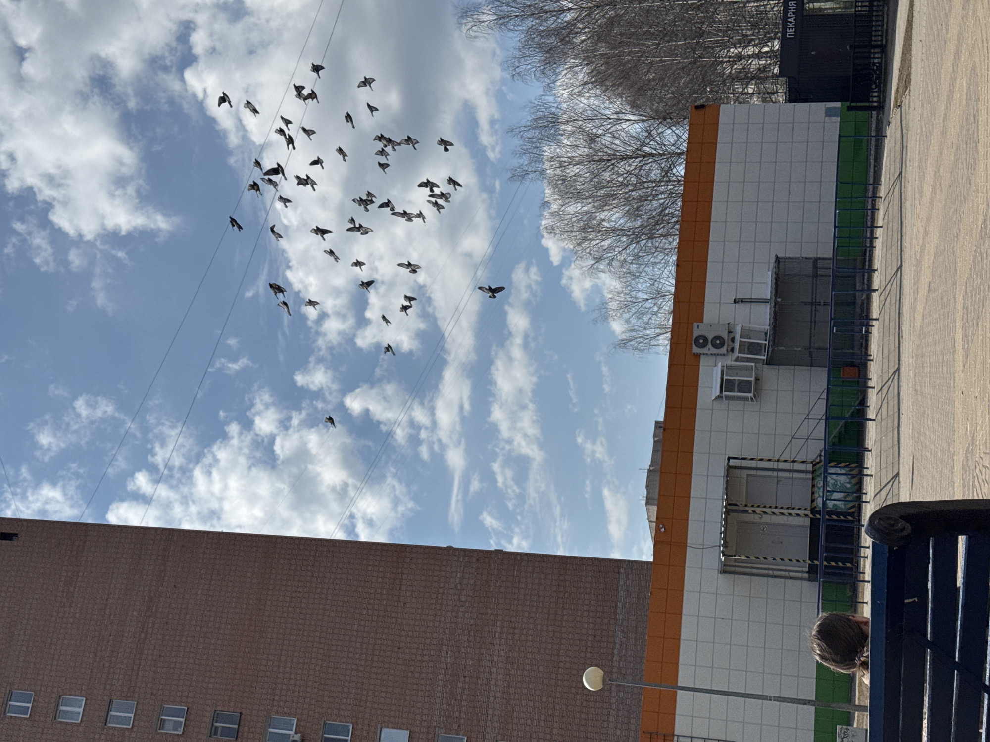 An outdoor, upward-angled photograph captures an urban scene under a bright, partially cloudy sky. A large flock of pigeons is in active flight across the blue sky, predominantly in the upper left portion of the frame, with many individual birds captured in various wing positions. Several thin wires stretch horizontally across the sky.
On the left, a multi-story building with a reddish-brown brick facade is visible, featuring numerous small rectangular windows. On the right, a building with a white tiled facade and an orange top border stands out. This building has multiple outdoor air conditioning units installed, and a service area marked by yellow and black striped barrier tape, behind a blue metal fence and some green netting. Behind this building and extending to the top center, bare trees with a dense network of branches suggest late winter or early spring.
The lower right corner shows a paved area, likely a sidewalk or path. A person with dark hair is partially visible, seated on a blue metal bench, with only the back of their head and upper shoulders in view. A street lamp with a circular yellow light fixture is visible in the lower center. On a dark structure above the right building, the Russian word "ПЕКАРНЯ" (Bakery) is visible in white Cyrillic letters. The scene depicts a clear, sunny daytime environment.
