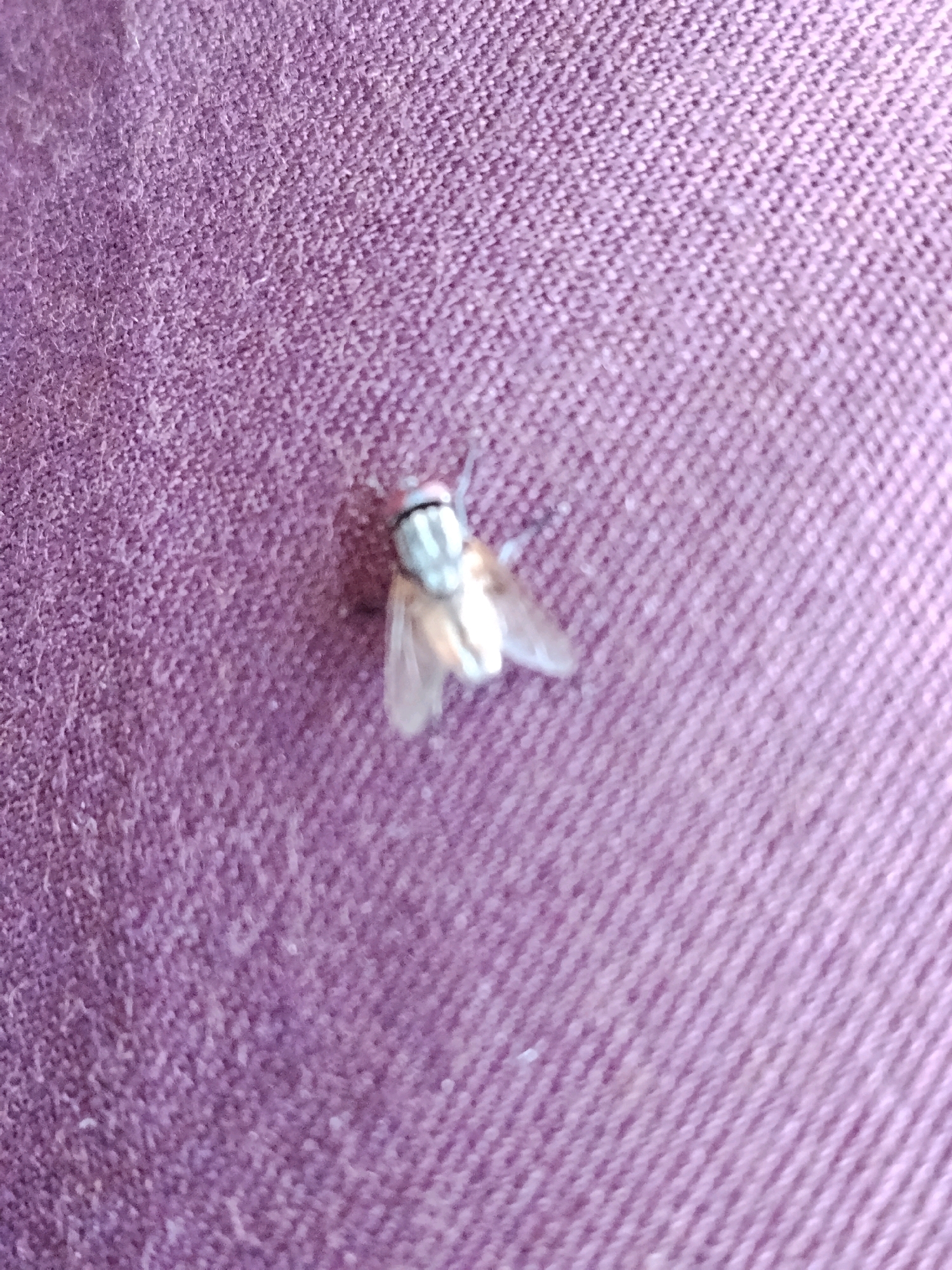 A single fly, approximately 1 cm in length, is visible on a textured purple surface. The fly is positioned in the lower right quadrant of the image, facing towards the left. Its body is light brown and appears to have wings that are translucent and slightly spread. The fly's head is a light silver-gray color with two prominent compound eyes. The purple surface exhibits a woven texture, characteristic of fabric, with visible threads creating a pattern of diagonal lines. The lighting in the image is soft, casting a faint shadow to the left of the fly. The background consists entirely of this textured purple material, with no other objects or environmental features discernible. The image does not contain any information that would allow for its localization to Panggungan, Indonesia.