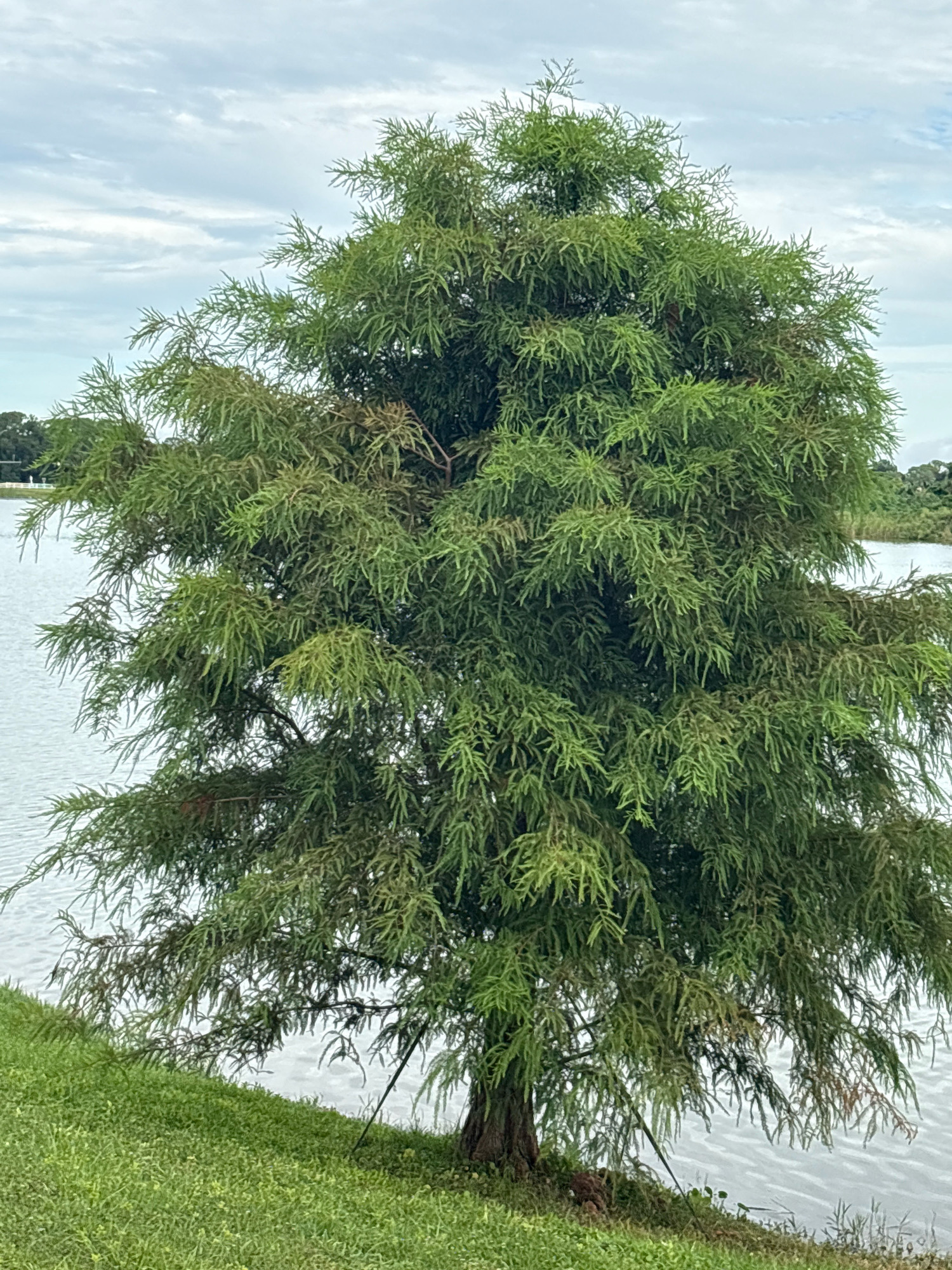The image shows a mature bald cypress tree with vibrant green foliage standing on a grassy bank next to a body of water. The tree's branches extend outwards, creating a full, bushy canopy. The water, likely a lake or canal, appears calm with gentle ripples on its surface, reflecting the overcast sky. In the background, distant trees and vegetation can be seen, suggesting a natural or park-like setting. The scene is captured from a medium distance, focusing on the tree as the primary subject. The location is the city of Sarasota, United States.