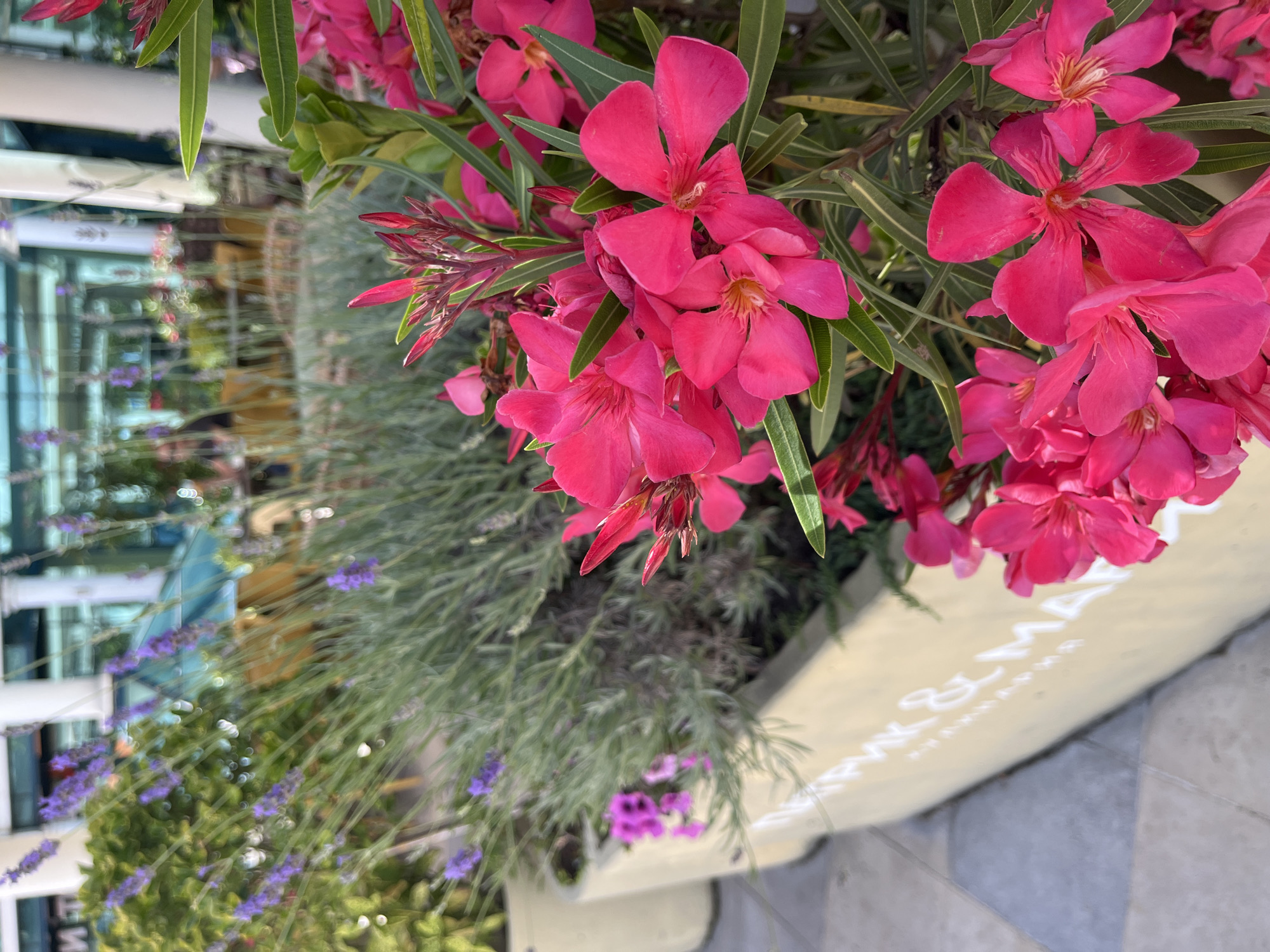 The image depicts a close-up view of vibrant pink oleander flowers in bloom, with blurred lavender and green foliage in the background. In the background, the scene suggests an outdoor seating area of a cafe or restaurant, with tables and chairs visible, and patrons in silhouette. The setting appears to be a city environment, possibly a promenade or a street. The architectural elements in the background, such as white pillars and glass enclosures, are indistinct due to the shallow depth of field. A pale yellow planter box is visible in the lower portion of the image, with white lettering that is partially obscured but suggests a brand name or establishment. The flooring in the foreground is paved with light-colored square tiles. The overall impression is one of a bright, sunny day in an urban setting with a focus on floral decoration. The scene is consistent with the general atmosphere of public spaces and cafes in resort areas like Sochi, Russia, which often feature abundant greenery and outdoor seating.