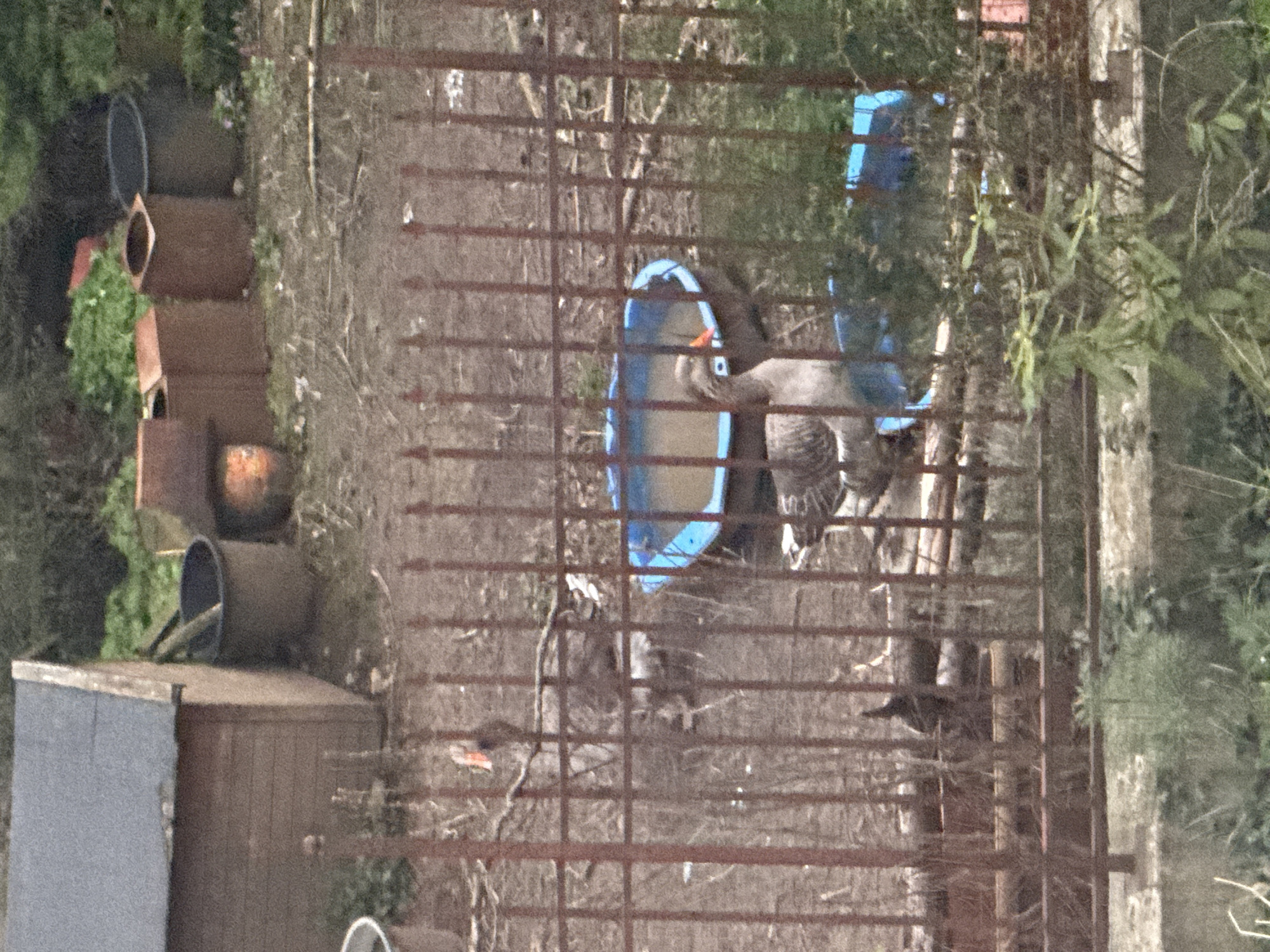 A low-angle, slightly blurred outdoor shot depicts a fenced enclosure, likely in a residential area. Two geese are visible within the enclosure, one with its head down and the other standing. Inside the pen are two blue, shallow water bowls or containers. Outside the fence, to the left, are several stacked terracotta-colored pots or cylinders, and a small shed-like structure with a gray roof. Vegetation is present on both sides of the fence, including some green foliage partially obscuring the view on the right. The location cannot be confirmed as Sofia, Bulgaria based solely on the visual information provided.