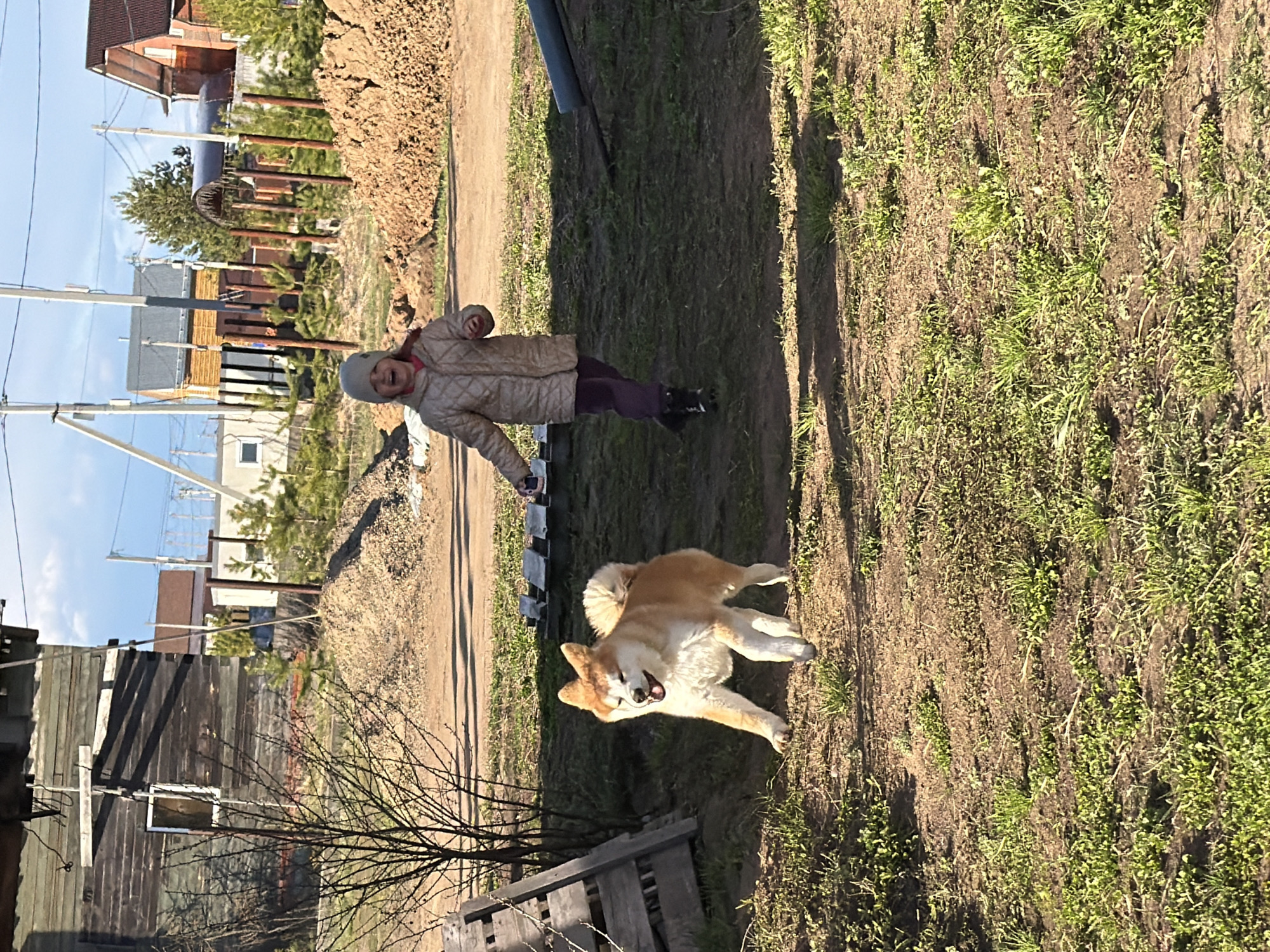 An outdoor scene in Chaikovsky, Russia, captures a joyful moment between a young child and a dog on a sunny day. The image features a young child, dressed in a light-colored quilted jacket, dark pants, and a grey beanie, standing on a dirt path. The child is smiling widely or laughing, looking towards the camera.
Beside the path, on a grassy area with sparse green growth, a medium-sized dog with reddish-brown and white fur, resembling an Akita, is lying on its back or side. The dog's mouth is open, suggesting a playful or happy demeanor.
The background reveals a mix of residential buildings, including wooden and brick structures, under a clear blue sky. Utility poles with power lines run along the dirt path, indicating a semi-rural or suburban setting. To the left of the path, there is a large mound of disturbed earth or soil. A section of a wooden fence is visible in the lower left foreground. The bright, direct sunlight casts strong shadows, confirming a clear day. No visible text is present in the image.