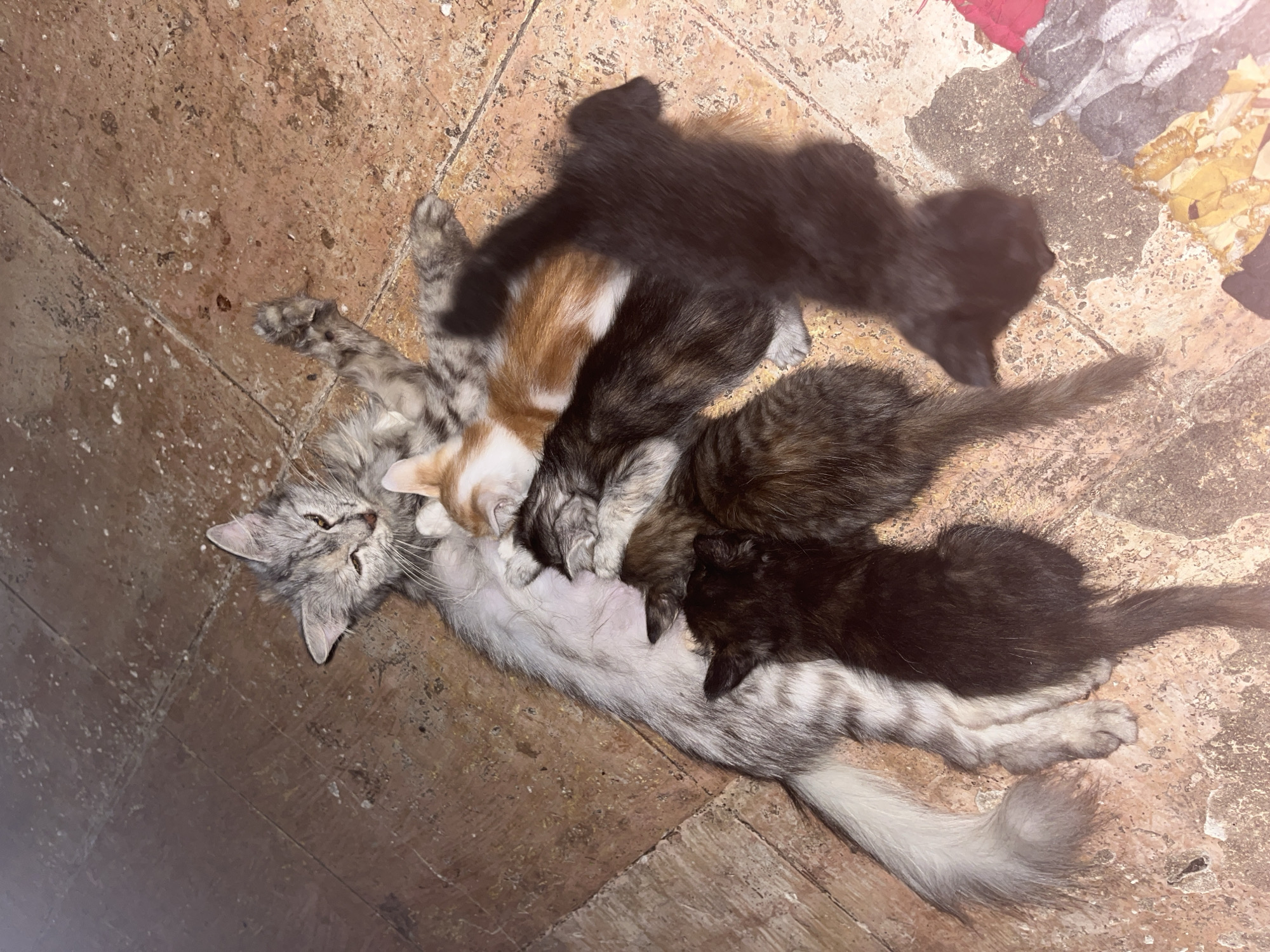 In Bumi Mulyo, Indonesia, a mother cat with grey and white tabby fur nurses a litter of five kittens on a tiled floor. One kitten is orange and white, while the others are dark brown or black. The mother cat is lying on her back, exposing her belly, with the kittens clustered around her. The floor is made of reddish-brown tiles with visible grout lines and some debris. In the lower right corner of the image, several pieces of fabric are visible.