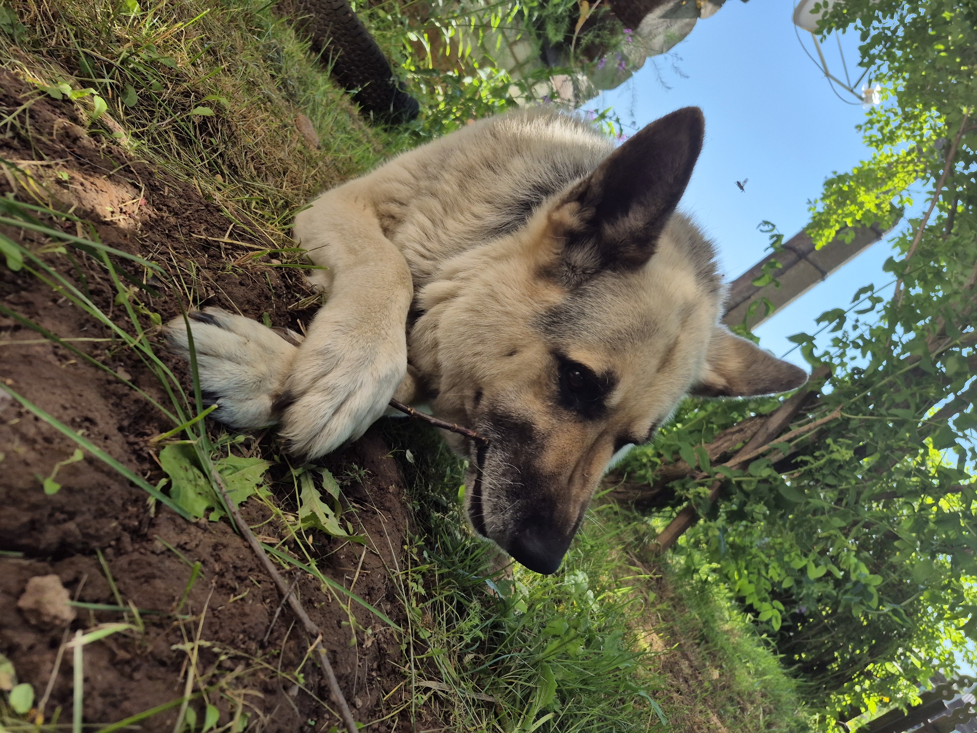 A German Shepherd dog rests on a grassy, dirt slope, chewing on a small stick. The dog is light brown and tan with dark markings around its eyes and snout. Its front paws are crossed, and its head is turned to the right, looking towards the distance. Lush green trees and foliage form a backdrop, with dappled sunlight filtering through the leaves. The sky is a clear blue. The location appears to be a rural or suburban outdoor setting, possibly in a yard or park in the city of Дойная, Russia. There are no people visible in the image.
