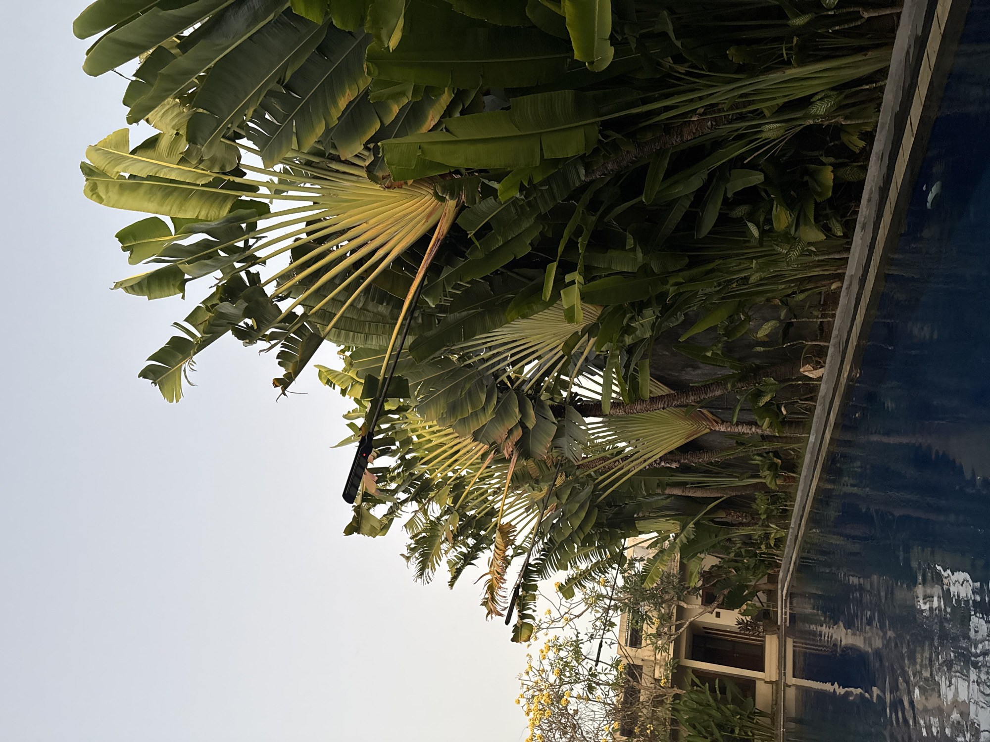 The image depicts a resort swimming pool in Denpasar, Indonesia, featuring a lush backdrop of Traveler's palm trees. The pool's dark blue water reflects the overcast sky and surrounding greenery. Several outdoor light fixtures, possibly solar-powered, are mounted on poles among the palm trees. To the left, a building with a light-colored facade and a closed doorway is visible, partially obscured by more foliage, including a tree with yellow flowers. The scene suggests a tropical, serene atmosphere typical of a vacation destination. There are no people or animals present in the image.