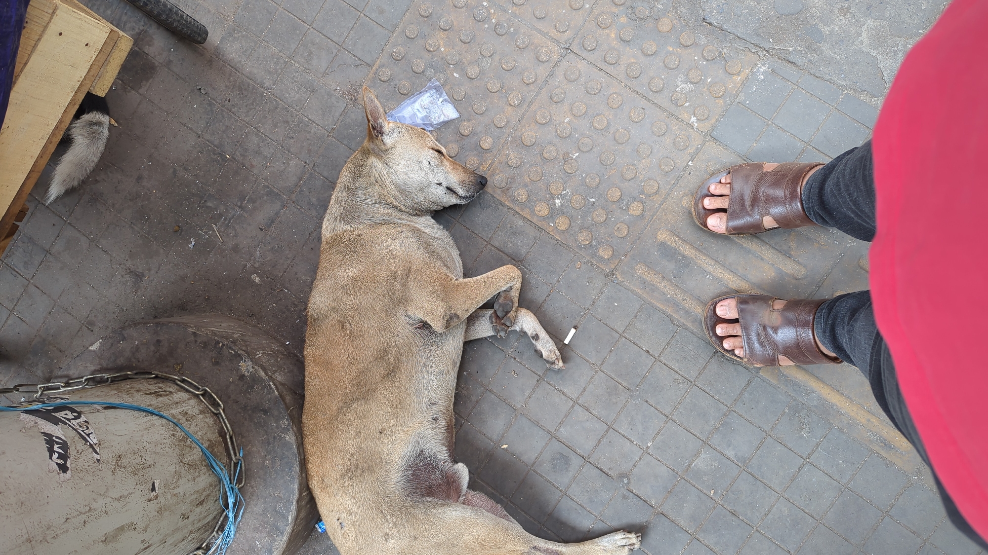 A dog lies asleep on a grey tiled sidewalk in Dhaka, Bangladesh. Next to the dog, a cigarette butt rests on the ground. A plastic wrapper lies near the dog's head. A person wearing brown sandals, black jeans, and a red shirt stands next to the dog. A white and black bird peeks out from under a wooden pallet. A grey metal pole with a chain around it is also visible.