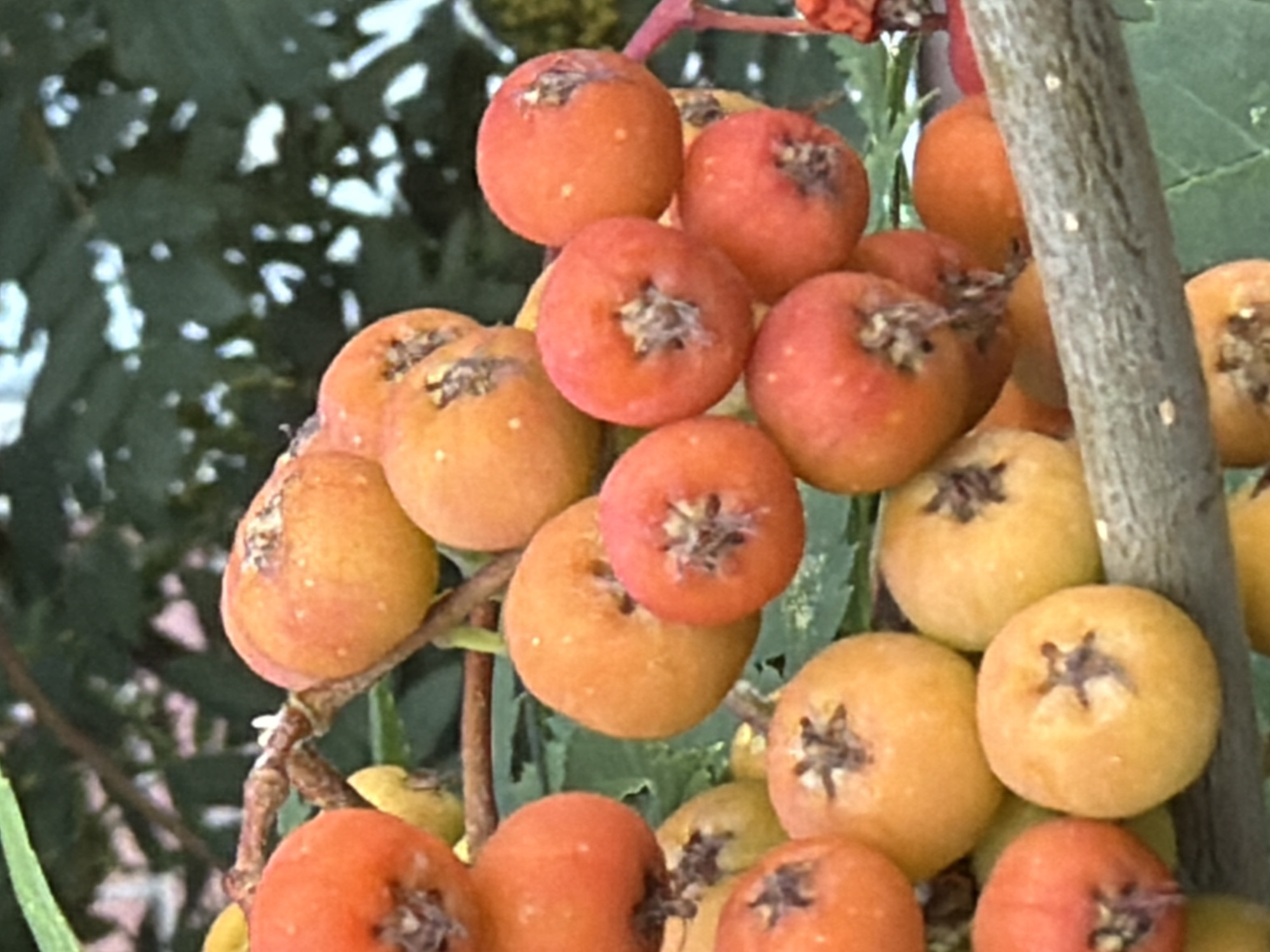A cluster of small, round, orange and red berries is visible on a branch against a backdrop of dark green foliage. The berries appear to be rowan berries, some exhibiting a slight sheen and small white specks. The branch itself is rough and gray. The image is a close-up shot, likely taken outdoors, with the natural setting suggesting a park or garden. Without further context or visual cues, it is impossible to determine the specific location within the city of Tyumen, Russia. There are no people or actions depicted in the image.