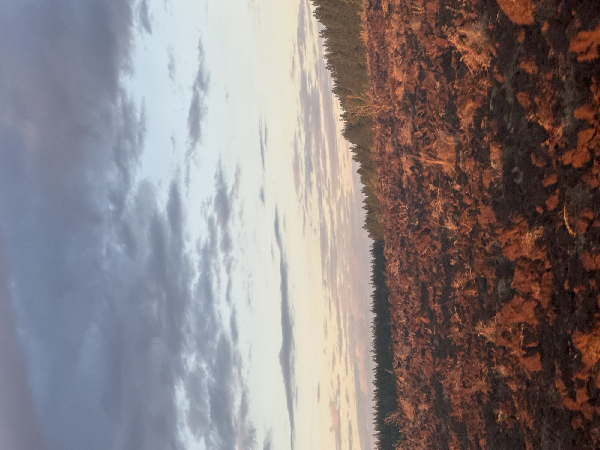 The image depicts a rugged, uneven terrain in the foreground, characterized by dark brown earth and scattered reddish-brown rocks or soil clumps, possibly indicative of a recently tilled or barren field, or perhaps a volcanic landscape. Sparse dry vegetation, resembling twigs and straw, is interspersed throughout this area, catching the warm, golden light of what appears to be either sunrise or sunset.
The middle ground features a dense line of dark green coniferous trees, forming a distinct horizon against the sky. The trees are uniform in height and densely packed, creating a solid wall of foliage.
The sky dominates the upper portion of the image and exhibits a gradient of colors. At the top, there are scattered clouds, ranging in color from dark gray to lighter shades of gray and white. Below these, the sky transitions to a pale blue, and then further down, near the horizon, it displays soft hues of pink, orange, and yellow, typical of twilight.
The overall impression is one of a natural, possibly rural or undeveloped landscape, captured during a time of day with dramatic atmospheric lighting. The specific location in Vasil'evka, Russia, suggests a geographical context that could involve varied terrain and vegetation.