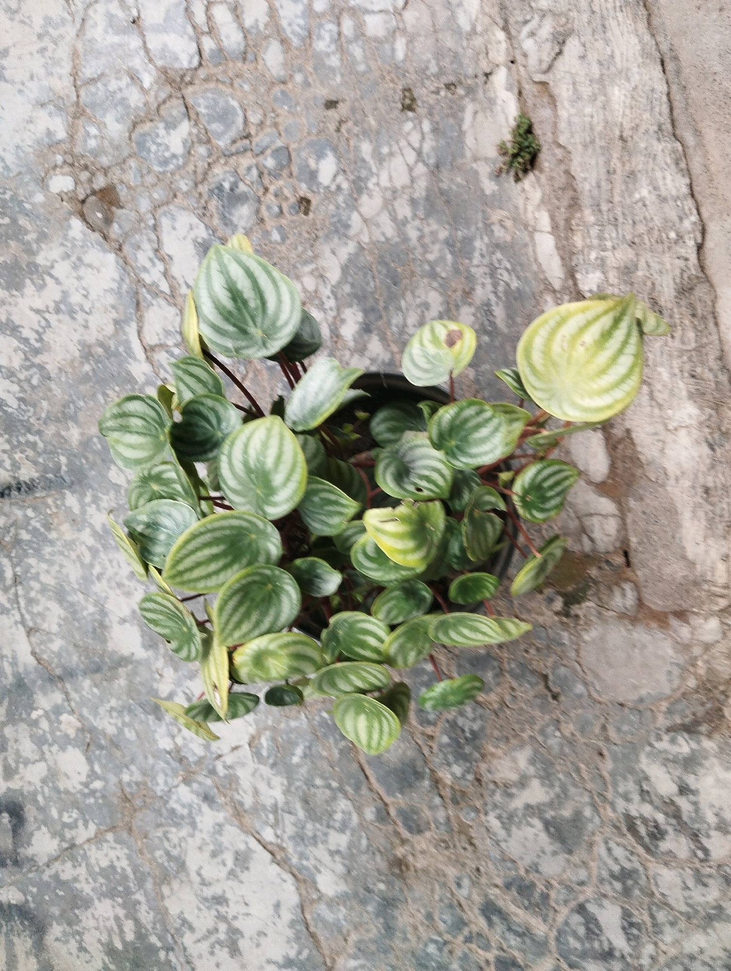 A potted watermelon peperomia plant, with characteristic round, silvery-green striped leaves, rests on a textured, light-colored concrete surface. The concrete exhibits natural cracks and variations in color. The plant is viewed from directly above, with its leaves filling the center of the frame. The background is a continuation of the concrete, with subtle shifts in light and shadow. The scene suggests an outdoor or semi-outdoor setting, possibly a garden or patio, consistent with common urban greenery in Jember, Indonesia. No individuals or specific actions are depicted.
