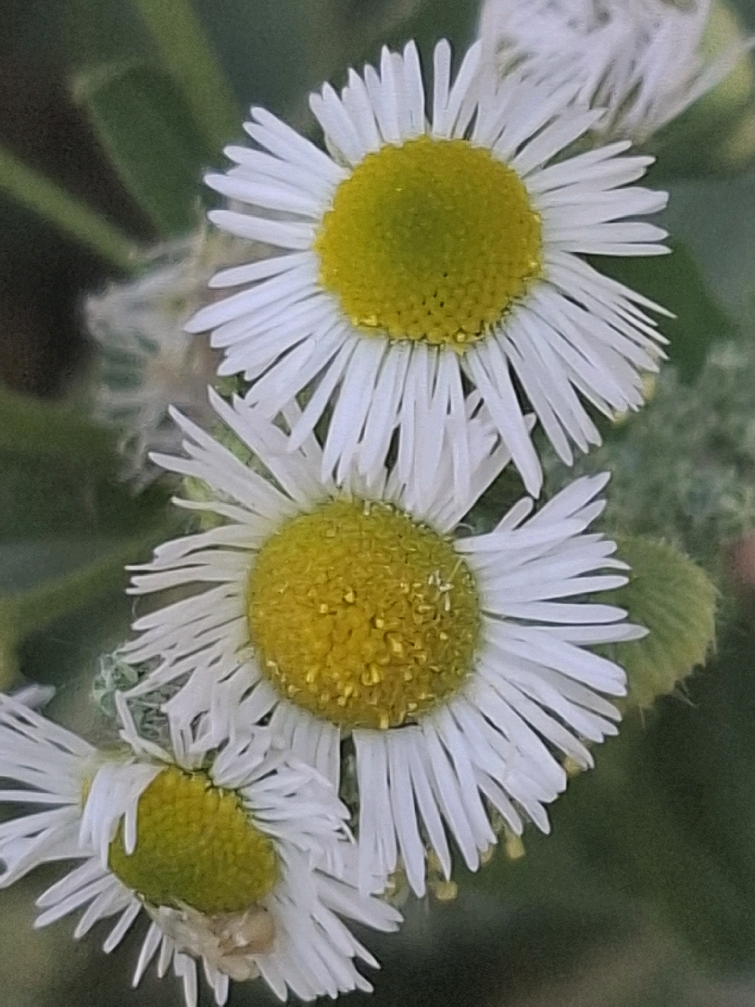 The image shows a close-up view of three white daisy-like flowers with yellow centers. The flowers are arranged vertically, with the top flower being the largest and most in focus, followed by a slightly smaller one below it, and a third partially visible at the bottom. The petals are thin and pointed, and the yellow centers appear to be slightly textured, with some small droplets visible on the surface of the middle flower's center. The background is a blurred green, suggesting a natural, outdoor setting. No people or specific landmarks are visible. The image does not contain any information that would allow for its location to be determined within the city of Almaty, Kazakhstan, or any other specific location.