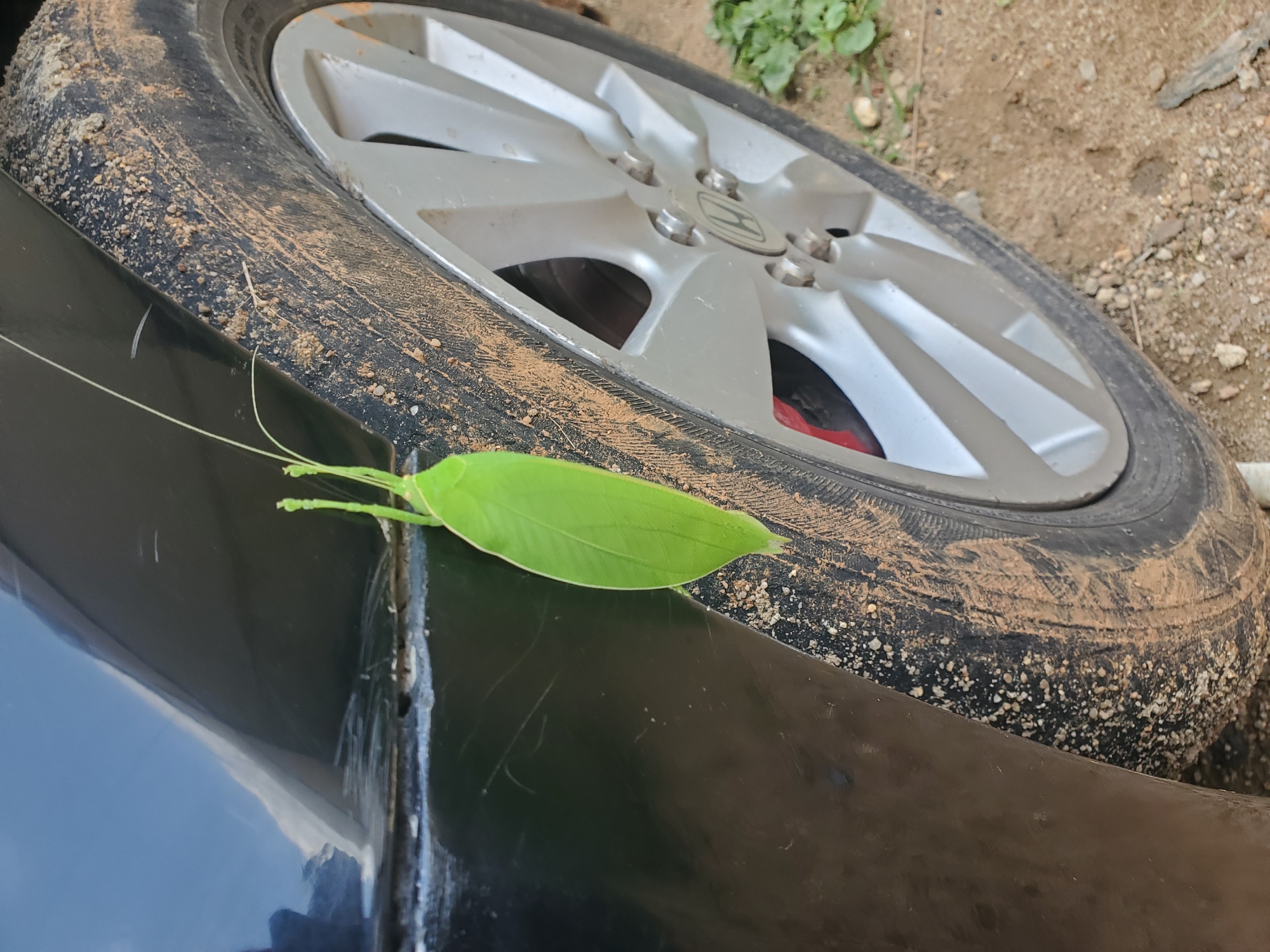 A large, bright green grasshopper is clinging to the side of a muddy tire of a black car, likely parked on a dirt road in Jos, Nigeria. The grasshopper's body is elongated and leaf-like, with long antennae extending upwards. The car's black paint is visible on the left, showing some minor scratches and dirt. The tire itself is heavily covered in mud and small pebbles, indicating recent travel on an unpaved surface. The car's silver alloy wheel is partially visible, with the Honda logo clearly embossed in the center. In the background, dry dirt and scattered green foliage are visible, consistent with an outdoor environment in Jos. The lighting suggests it is daytime.