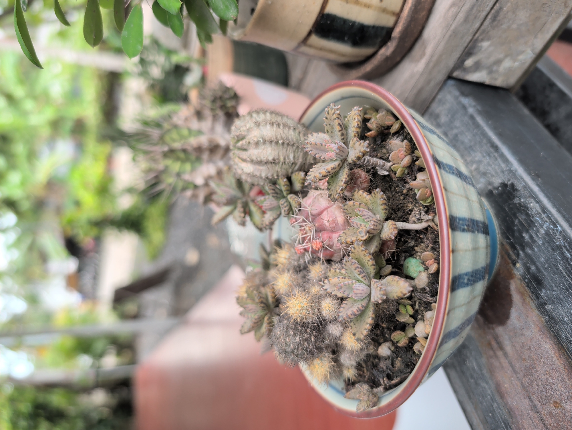 A close-up, slightly angled view shows a small, round ceramic pot containing several cacti and succulent plants. The pot features a blue and white striped pattern with a reddish-brown rim. Within the pot, several distinct types of cacti are visible, including a pink-tinged cactus with small, red spines and a cactus covered in soft, white hairs. Succulents with speckled, patterned leaves also occupy the pot. The pot rests on a dark wooden surface that shows signs of age and weathering. A blurred background shows a variety of green plants and foliage, suggesting an outdoor garden setting. The image was taken in Moo 4, Thailand.