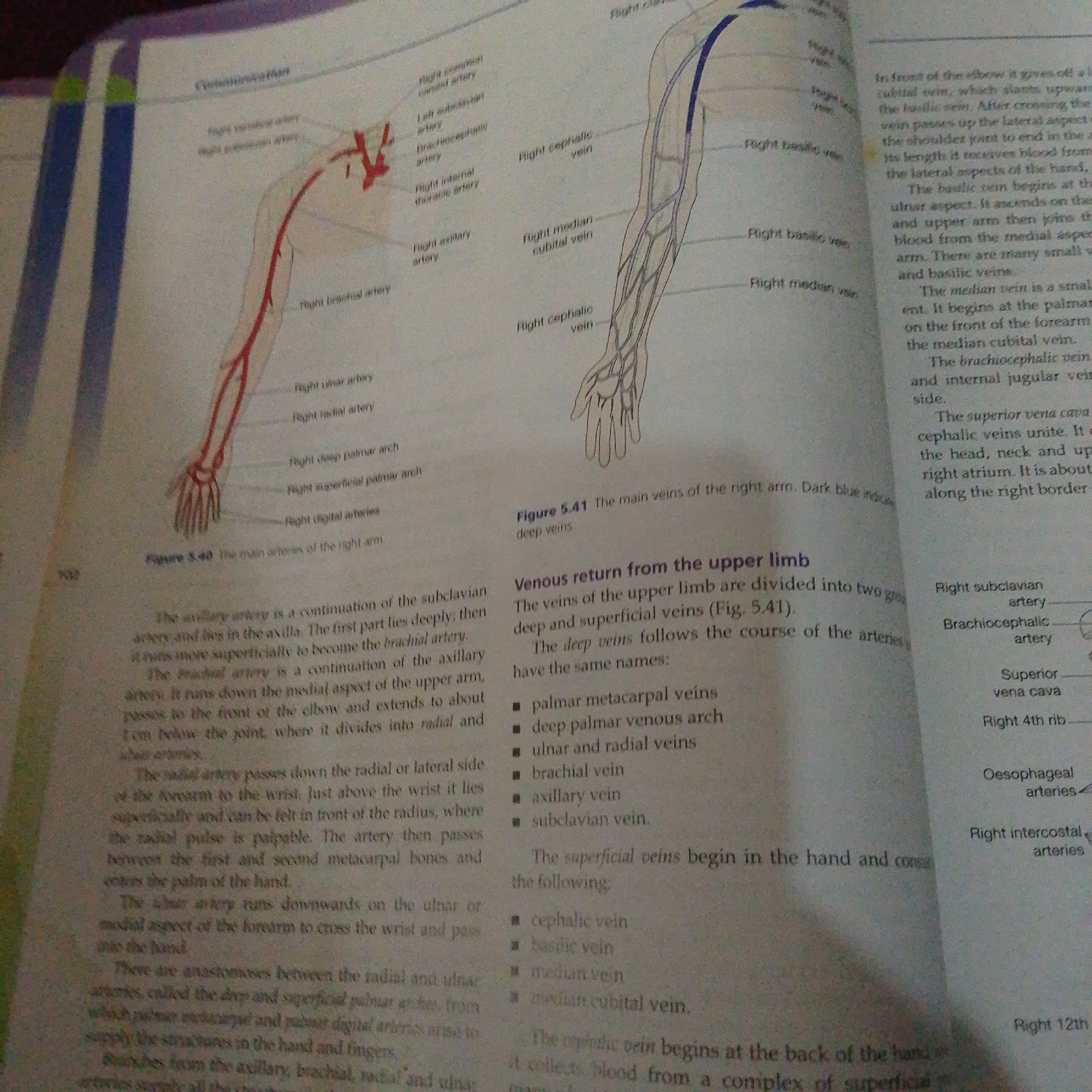The image displays anatomical diagrams of the arteries and veins of the human arm. The left side of the image shows a red diagram illustrating arteries, with labels such as "Right vertebral artery," "Right axillary artery," and "Right radial artery." The right side of the image presents a blue diagram depicting veins, with labels like "Right cephalic vein," "Right median cubital vein," and "Right basilic vein." There are also accompanying text descriptions that explain the pathways and functions of these blood vessels. The diagrams are detailed and appear to be from an educational or medical textbook. The text describes the venous return from the upper limb, classifying veins into deep and superficial groups and listing specific veins such as palmar metacarpal veins, ulnar and radial veins, brachial vein, axillary vein, subclavian vein, cephalic vein, basilic vein, and median cubital vein. There is no information present in the image that relates to Jalingo, Nigeria, or any urban environment.