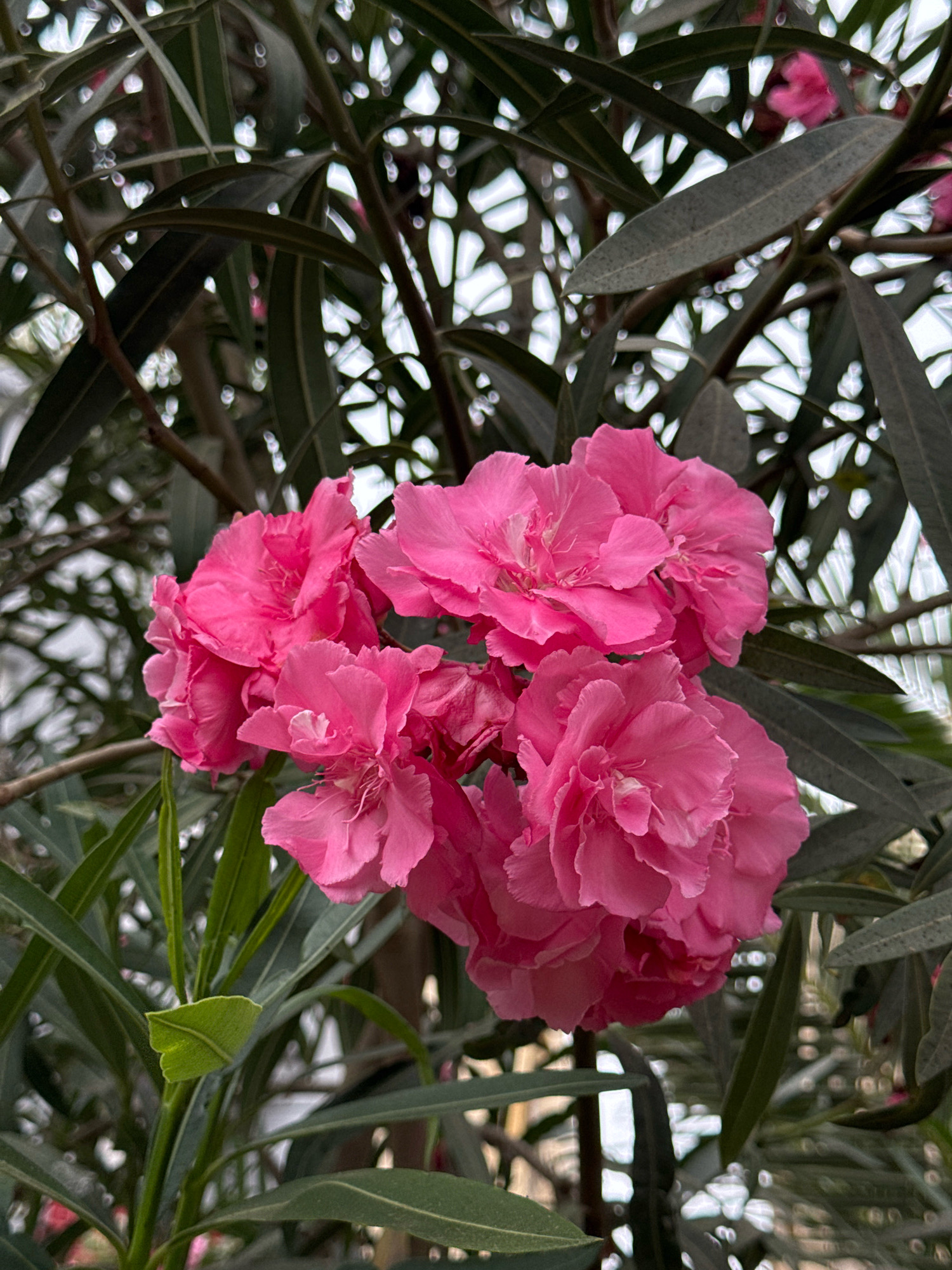 A cluster of bright pink oleander flowers is in full bloom, set against a backdrop of dark green, slender leaves and branches. The flowers, with their ruffled petals, are the primary focus of the image, their vibrant color contrasting with the muted tones of the foliage. The leaves are long and narrow, typical of an oleander plant, and they form a dense, somewhat blurred background, with hints of brighter light filtering through the gaps. The overall impression is one of natural beauty and abundant growth, with the delicate structure of the flowers juxtaposed against the tougher, leathery texture of the leaves. This scene could be found in a garden or natural setting within Essaouira, Morocco, where oleander plants are common and thrive in the coastal climate.