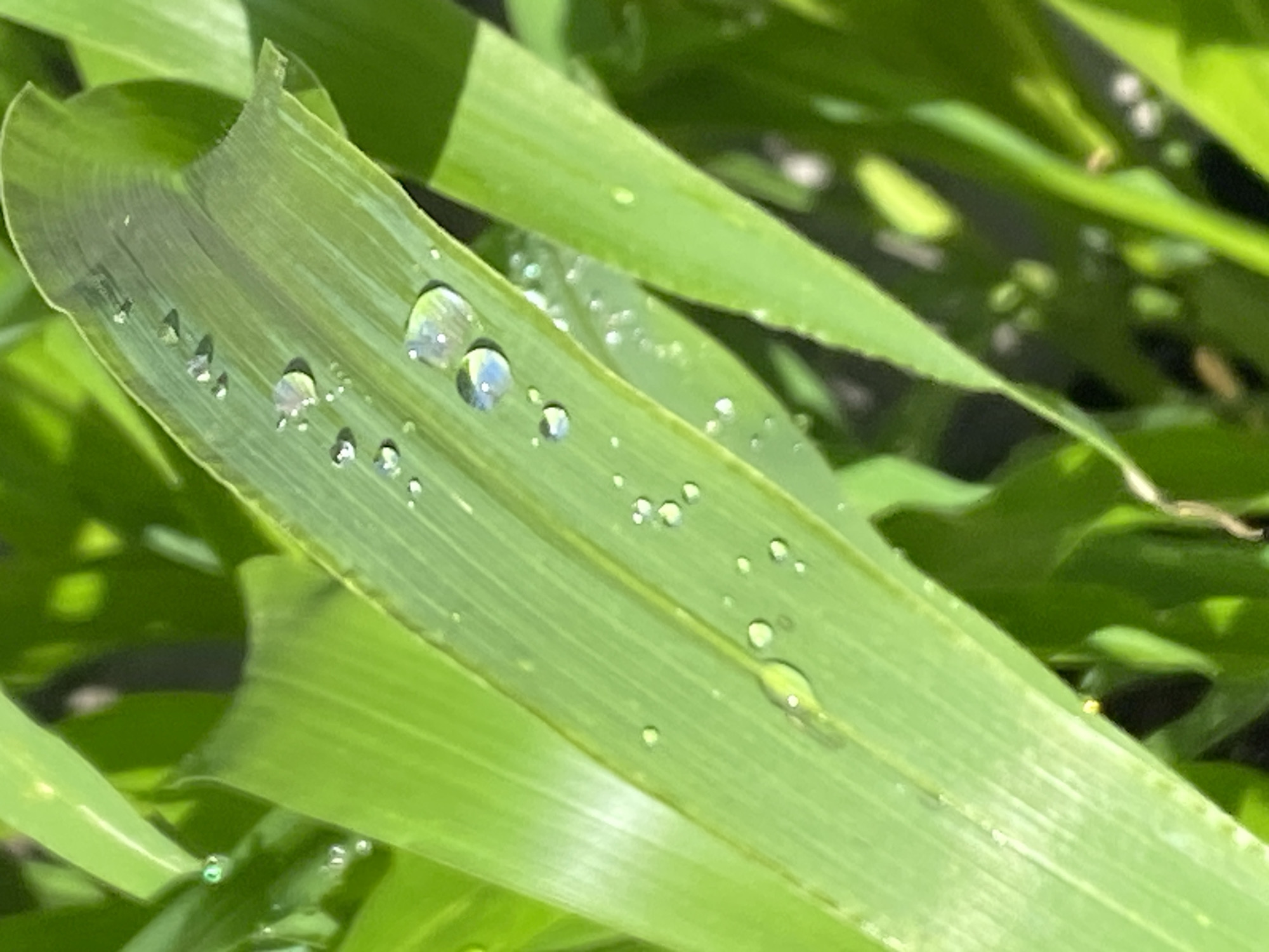 The image displays a close-up view of several blades of green grass, possibly in a garden or park setting, with dew drops on them. The focus is on the texture of the grass and the way light reflects off the water droplets. The background consists of more blurred green foliage, suggesting an outdoor environment. The scene is static and natural, with no humans or animals visible. There are no elements in the image that can be used to determine a specific location within Purkersdorf, Austria.