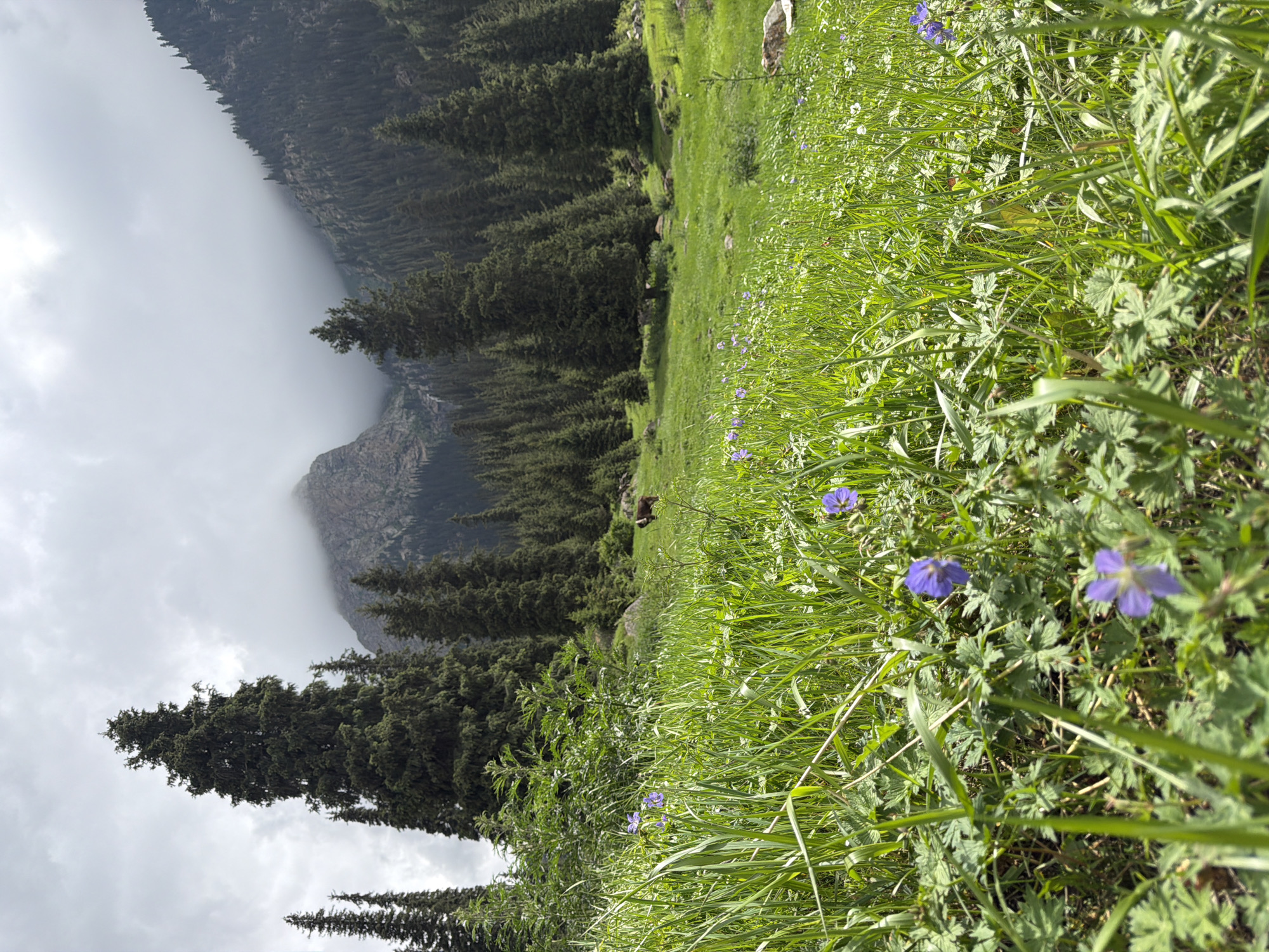 An outdoor, eye-level, full shot captures a grassy meadow dotted with purple wildflowers and lush green grass in the foreground. In the mid-ground, a brown and white animal, possibly a yak or a cow, stands on the grass, facing left. Behind the animal, a dense forest of tall, dark green conifer trees stretches across the landscape. In the background, a steep, rocky mountain peak is partially obscured by heavy, gray clouds. The sky is overcast. The scene appears to be in a mountainous, natural environment, likely a rural area.