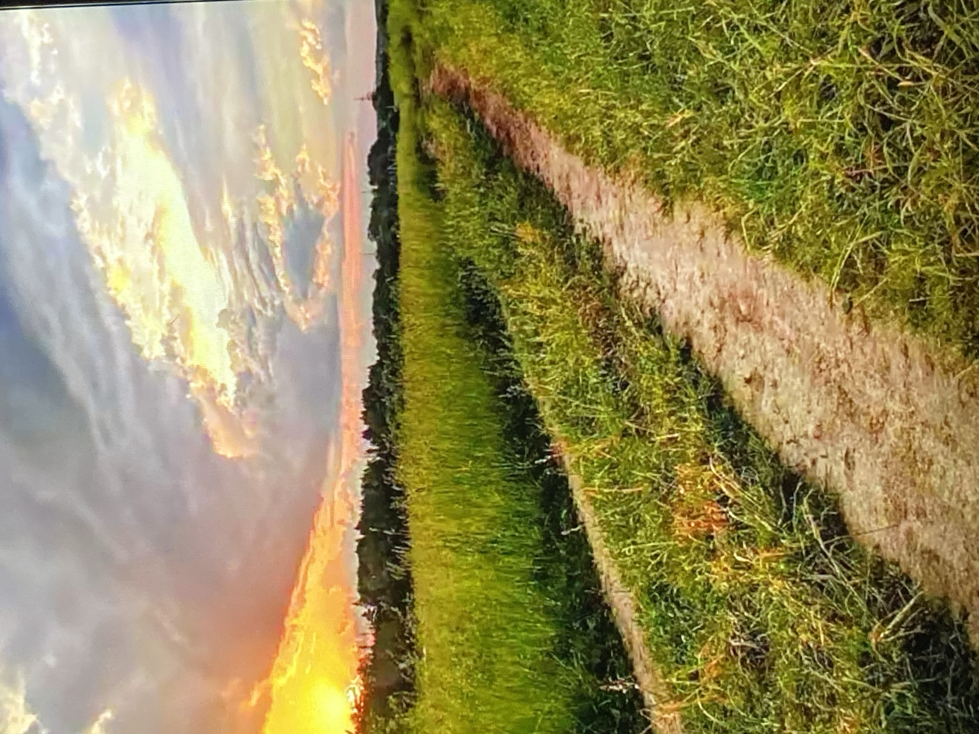 This image, presented vertically, depicts an outdoor landscape in Tinaquillo, Venezuela, during either sunrise or sunset. The left side of the frame is dominated by the sky, featuring a bright, intense yellow and orange sun positioned low, near the bottom left corner. This illumination brightly colors the surrounding clouds with hues of orange, red, and yellow, transitioning to lighter pinks, purples, and grayer tones further away from the sun's direct light. A distinct horizon line runs horizontally across the middle of the image, marked by a dark silhouette of trees or dense foliage. The right side of the image comprises a field of green grass, showing varying textures and shades. A light brown, unpaved dirt path traverses this grassy area, extending diagonally from the lower right foreground towards the center of the image. Pronounced, elongated shadows from the grass and path are visible, indicating the low angle of the light source. No people or specific man-made objects other than the path are clearly discernible.