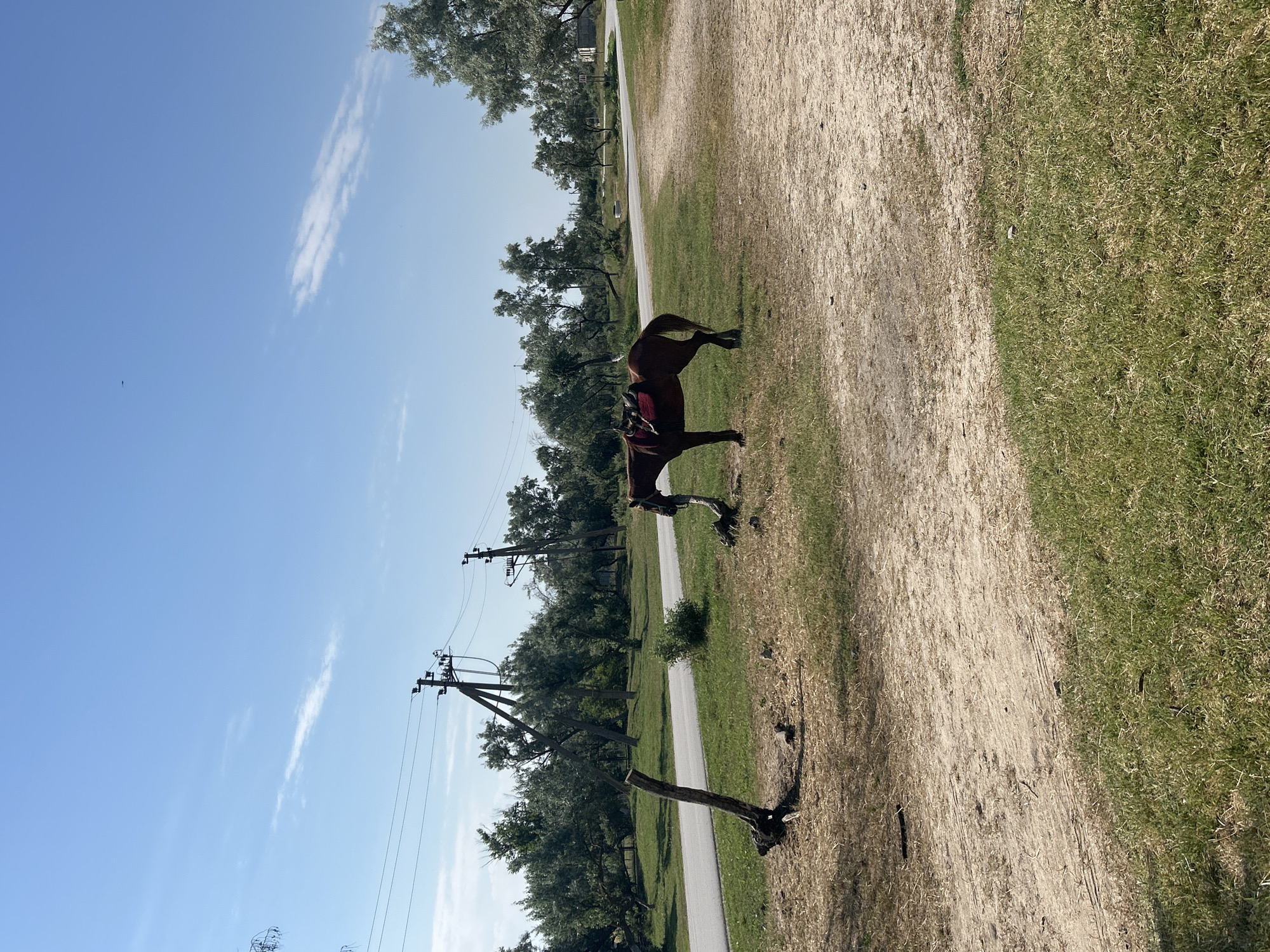 A lone brown horse stands in a grassy area next to a dirt path, with a saddle on its back. The horse is facing left, and its head is lowered. In the background, there is a paved road bordered by trees and utility poles with wires. The sky is blue with a few wispy clouds. The scene appears to be in a rural or semi-rural area, possibly in the Мысовское сельское поселение, Ukraine, given the context. There are no people visible in the image. The overall impression is one of a peaceful, somewhat isolated setting.