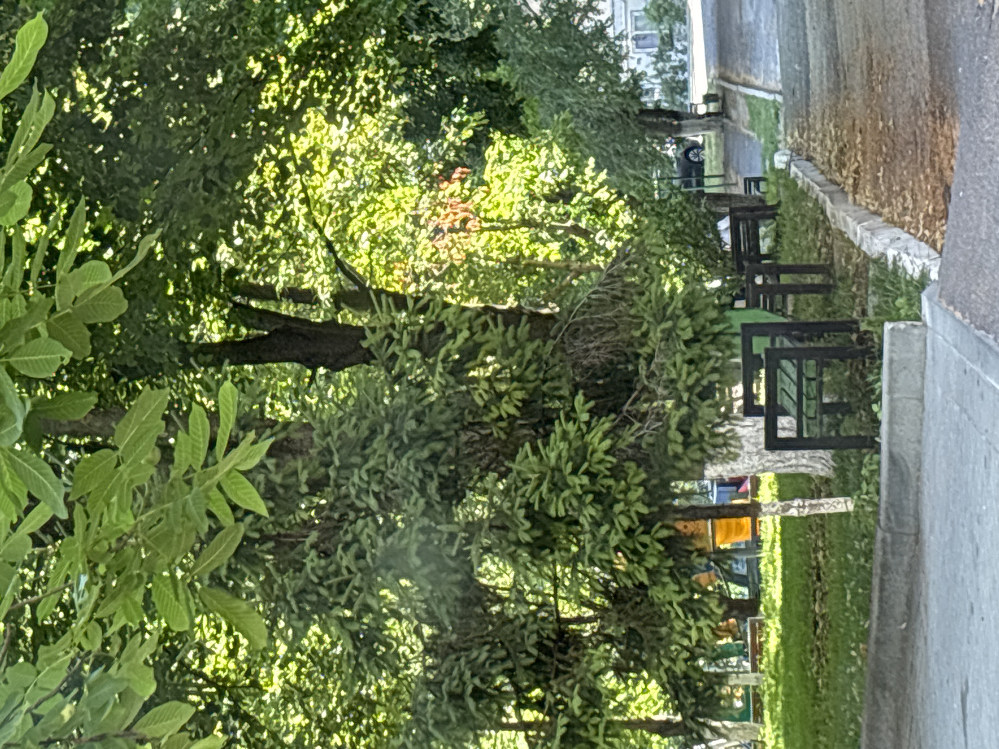 The image depicts a park-like setting with several mature trees providing ample shade. In the foreground, a paved pathway runs along a raised grassy area, bordered by a concrete curb. Several dark-colored park benches are visible, arranged along the edge of the grass. The trees are densely leafed, with sunlight filtering through to create dappled patterns on the ground. The overall impression is one of a peaceful, green urban space. The image likely was taken in Chișinău, Moldova, a city known for its abundant green spaces and parks.