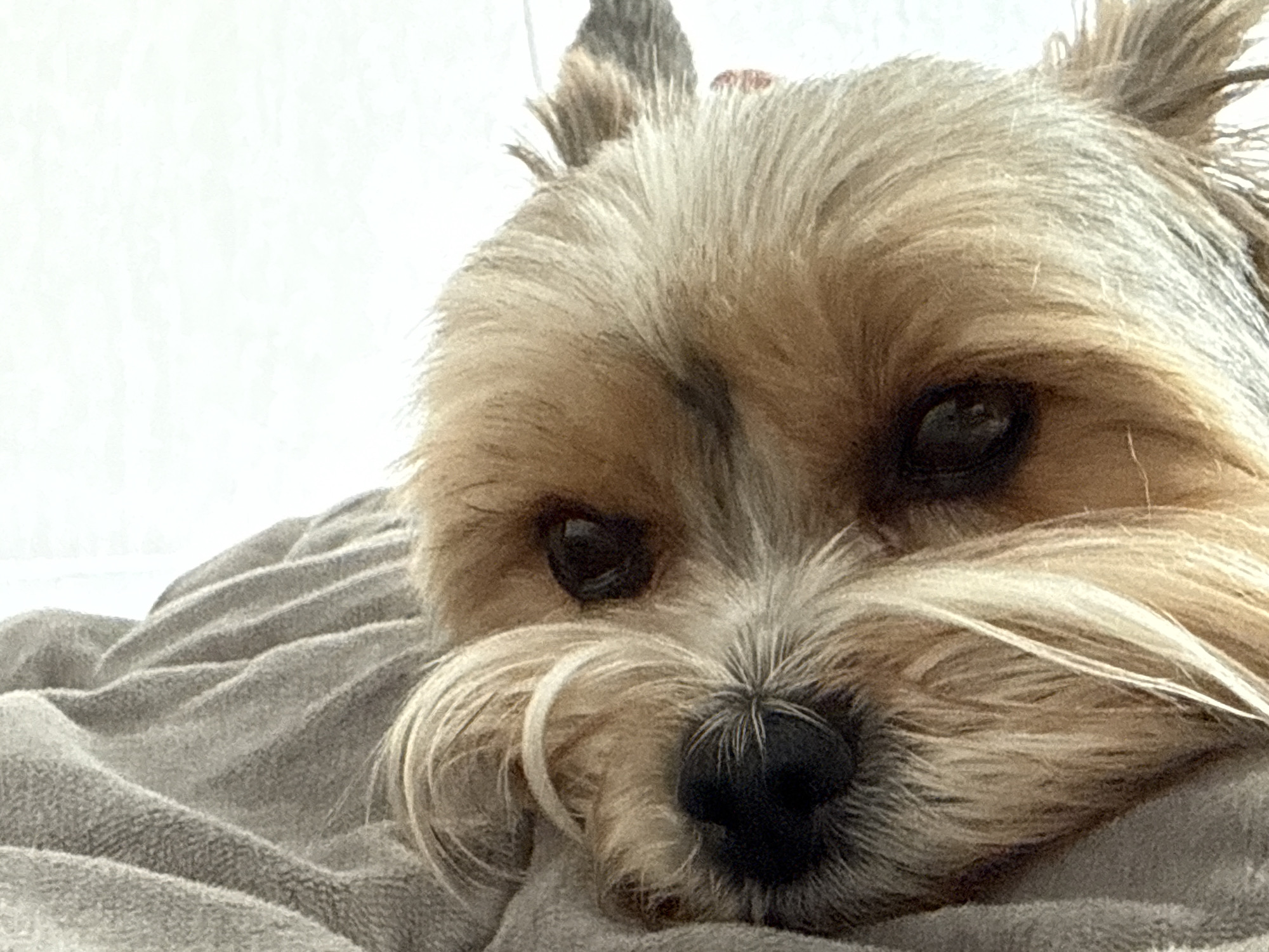A close-up shot shows a small, tan and gray Yorkshire Terrier lying on a gray, textured blanket or towel. The dog's head rests on the fabric. The dog has dark eyes and a black nose. The background is out of focus and appears to be a white wall. There is no indication this is in Krasnodar, Russia, or that it is in a city at all.