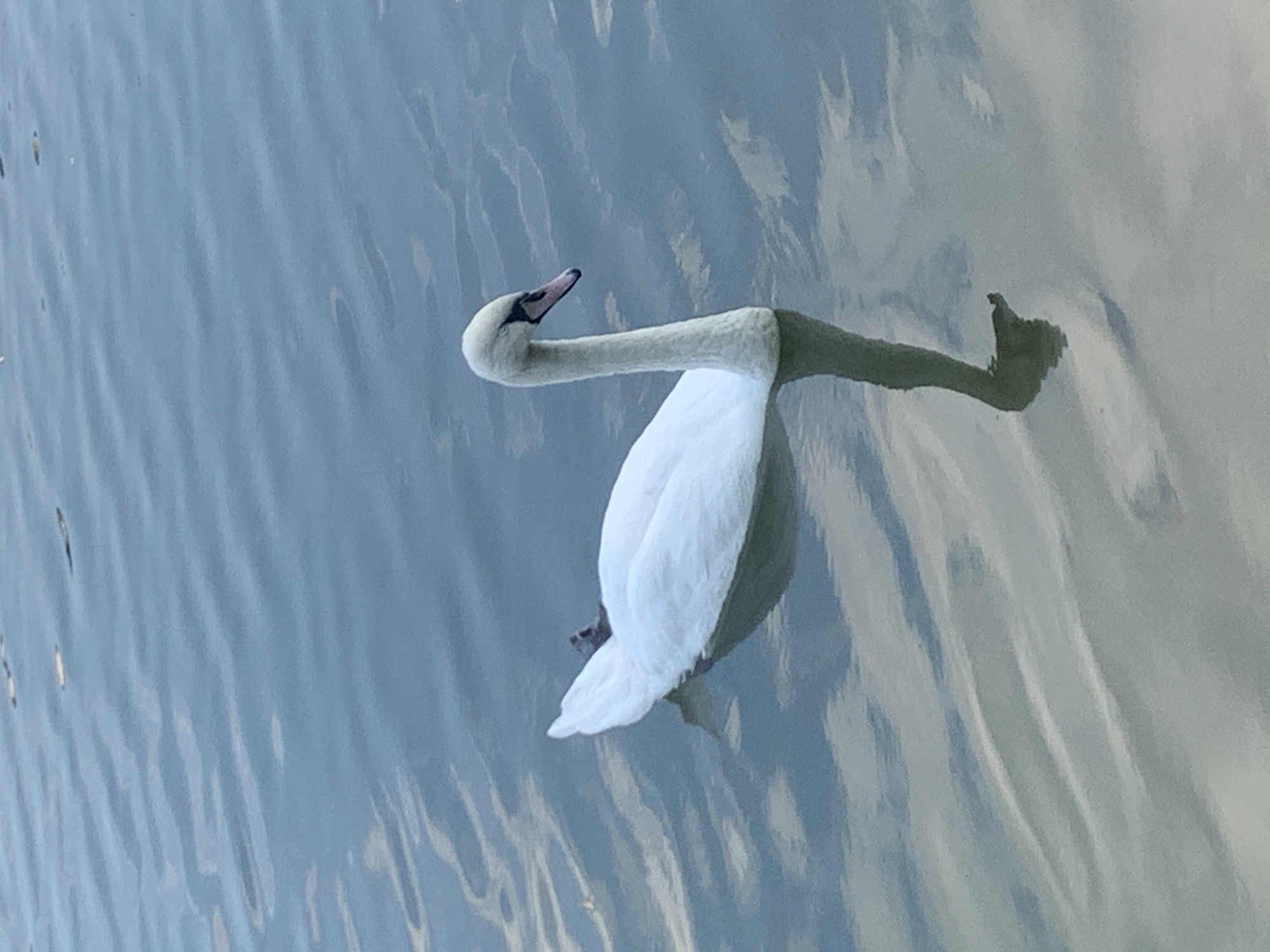 A solitary white swan glides on the surface of calm, blue water. The swan is positioned in the center of the frame, facing to the right, with its long neck gracefully curved. Its white plumage is bright against the muted tones of the water, which reflects the sky and surrounding environment in subtle ripples. The water's surface displays a pattern of light and shadow, suggesting a partly cloudy or overcast sky. The swan's reflection is clearly visible beneath it, distorted slightly by the gentle movement of the water. There is no visible indication of the city of Kolomyia, Ukraine, in the image.