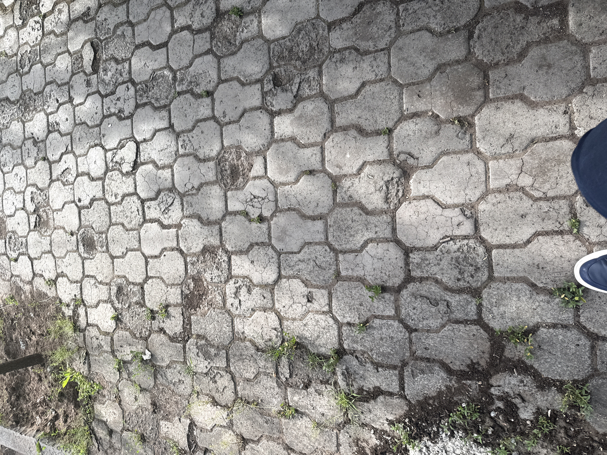 The image displays an overhead view of a heavily worn outdoor paved surface, likely a path, sidewalk, or driveway. The paving consists of numerous interlocking concrete pavers, predominantly gray in color, arranged in a repeating pattern. The individual pavers resemble an octagon with curved or notched sides, often described as a "dog bone" or "bone" shape.
The surface appears old and in disrepair. Many pavers are cracked, some are partially broken, and several show significant erosion or damage, revealing the underlying dirt or aggregate. Darker stains and discoloration are scattered across the pavers, possibly from moisture or grime accumulation.
Numerous small green plants, resembling weeds or grass, are growing in the gaps between the pavers and in the eroded areas, indicating neglect and the passage of time. Patches of dark soil and loose gravel are visible along the edges of the paved area, particularly on the left and bottom sections of the main image. A small, dark blue shoe with a white sole and trim is partially visible in the upper right corner of the main image, suggesting a person is standing on or next to the paved surface. A wooden stake or post is barely visible along the far left edge.
The scene is lit by natural daylight, casting subtle shadows that indicate it is daytime, possibly mid-morning or afternoon. The weather appears clear. There is no visible text in the image. The overall impression is one of an aged, unkempt outdoor area.