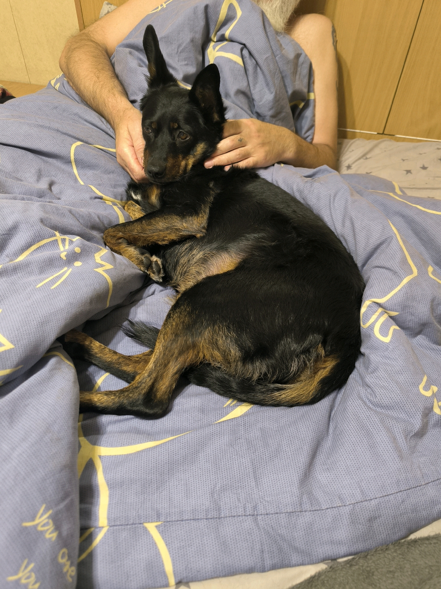 The image shows a medium-sized dog, predominantly black with tan markings on its legs and face, curled up on a bed with blue bedding featuring a yellow geometric pattern. A person's arms are visible, one gently holding the dog's head, and the other resting on the dog's back. The background shows a wooden wardrobe. The setting is indoors, likely a bedroom. There is no indication of the city of Mykolaiv, Ukraine.