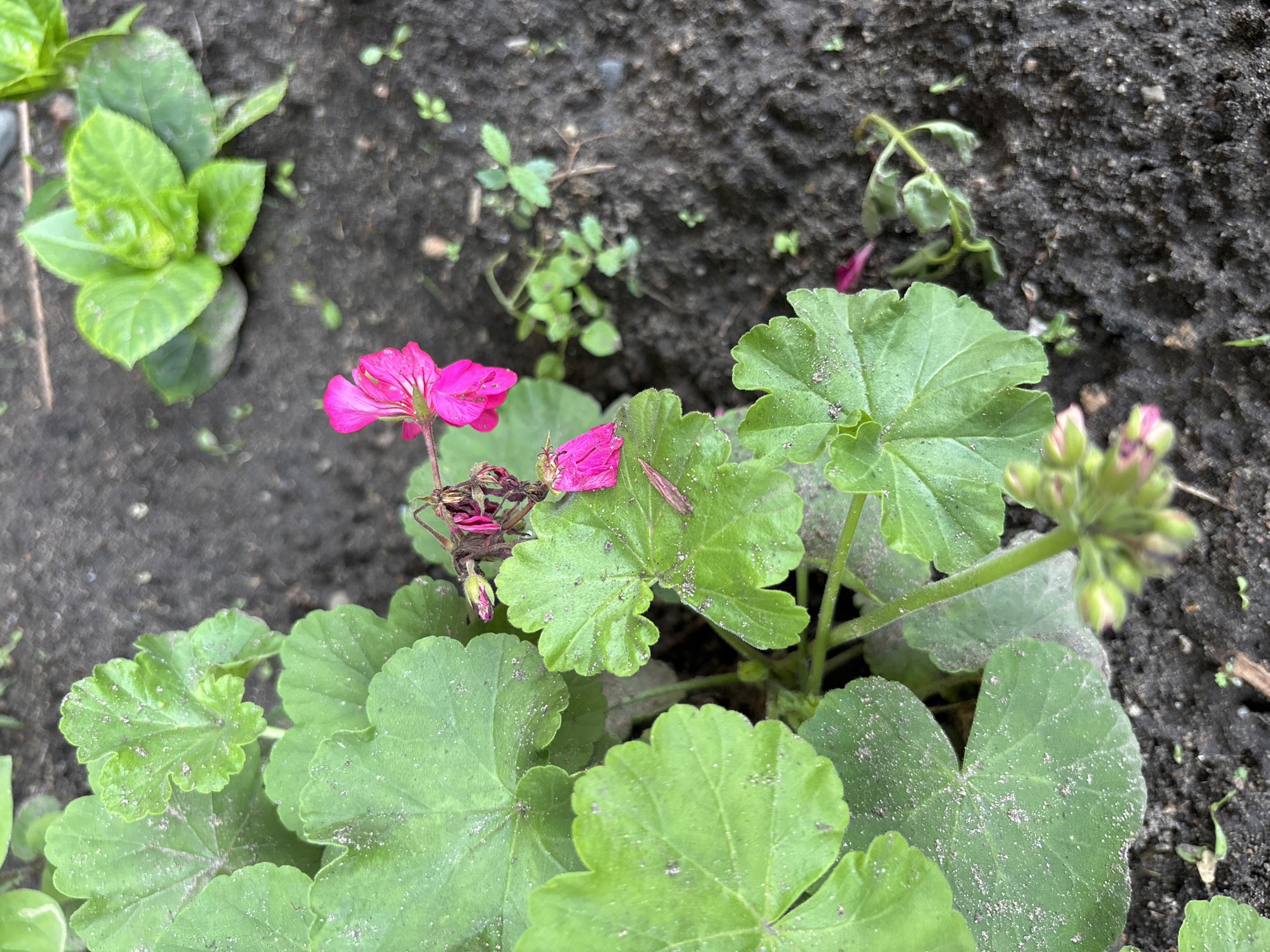 A close-up shot of a pink geranium in Blagoveshchensk, Russia, shows a few vibrant pink petals on a stem amidst large, green, lobed leaves. The leaves are dusted with fine particles, possibly soil or pollen. The background consists of dark, tilled soil with a few small green seedlings scattered throughout. Another plant with lighter green, tightly furled leaves is visible in the upper right corner of the frame. The scene appears to be an outdoor garden or planted area.