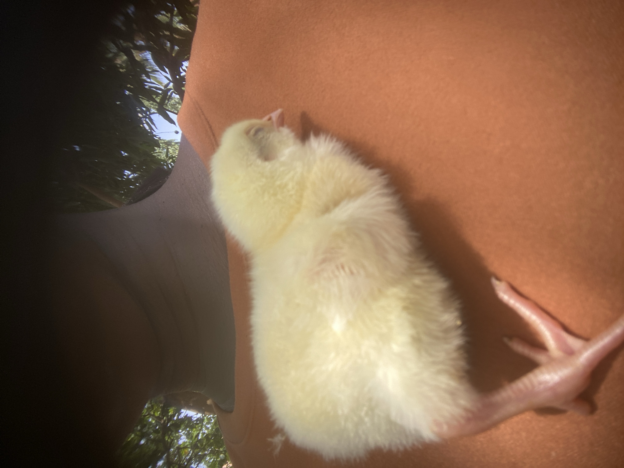 A close-up, eye-level shot shows a small, fluffy, pale yellow chick resting on a person's bare skin, which appears to be an arm or leg, tanned or naturally a medium-to-dark skin tone, under natural daylight. The chick's eyes are closed, suggesting it is asleep or resting peacefully. Its tiny, pale pink beak is visible, and its delicate, scaly pink feet with small claws are extended to the right. The person's skin serves as a warm, orange-toned backdrop for the chick, with some texture visible on the skin. To the left and upper left, parts of dark fabric (possibly clothing) are visible. The background is blurred but clearly shows vibrant green foliage from trees or bushes against a bright blue sky, indicating an outdoor setting during daytime. The overall impression is one of gentle care and warmth for the small bird. There is no visible text in the image.
