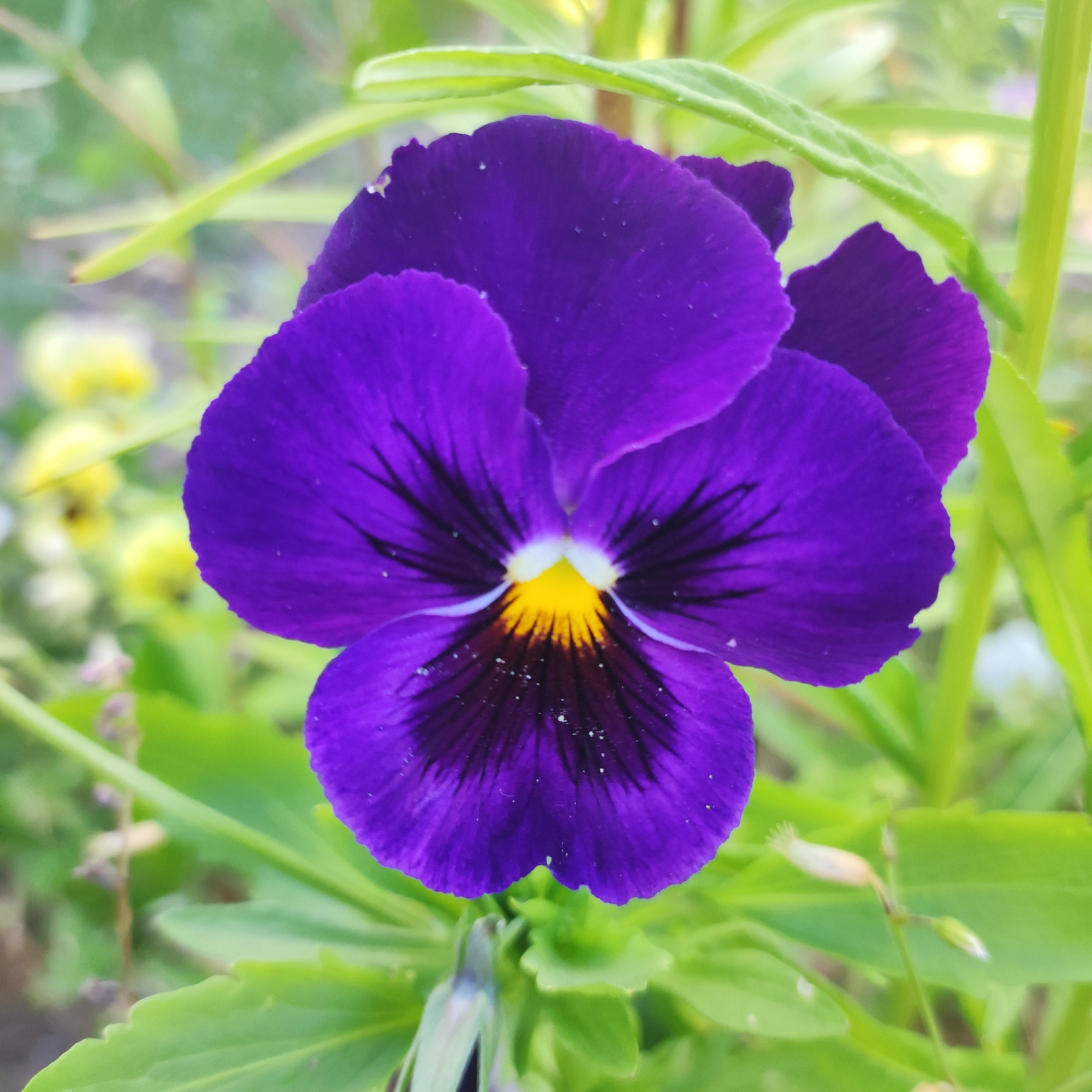 A close-up, eye-level, portrait shot captures a vibrant purple pansy flower in bloom. The flower, positioned centrally, displays rich, velvety petals with delicate black veining radiating from its bright yellow and dark orange center. The background is softly blurred, consisting of green foliage and hints of other flowers, suggesting a garden or natural outdoor setting. The image does not provide any information about the city of Navoloki, Russia, or any people, actions, or interactions. The lighting is natural and appears to be daylight, highlighting the textures and colors of the flower.