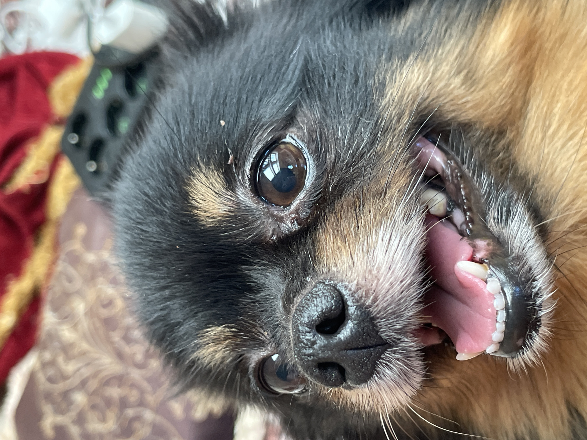 A close-up, eye-level, medium shot captures the face of a small, black and tan dog, likely a Chihuahua. The dog is looking directly at the camera with its mouth slightly open, revealing its pink tongue and small white teeth. Its dark brown eyes are wide and reflective, showing a glimpse of the room's interior. The dog's fur is black and tan, with long whiskers extending from its snout. The background is blurred and appears to be an indoor setting with hints of patterned fabric and a dark object with green lights, possibly an electronic device. There is no indication of the city of Sochi, Russia, or any specific location.