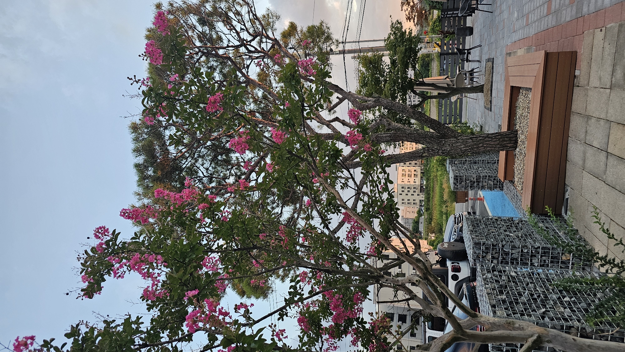The image depicts an outdoor scene in Asan-si, South Korea, characterized by lush greenery and urban elements. In the foreground, a prominent tree with vibrant pink blossoms is a focal point, its branches reaching upwards against a pale sky. Beside it, a wooden planter box encloses the base of another tree, suggesting a landscaped area. To the left, a gabion wall, constructed from wire cages filled with stones, lines a pathway. Behind the wall, a white Jeep Wrangler is parked. Further back, multiple stories of apartment buildings with light-colored facades are visible, interspersed with greenery. The environment appears to be a public space, possibly a park or a commercial area with outdoor seating, indicated by tables and chairs in the mid-ground. The overall atmosphere is tranquil, with a hint of urban life in the background.