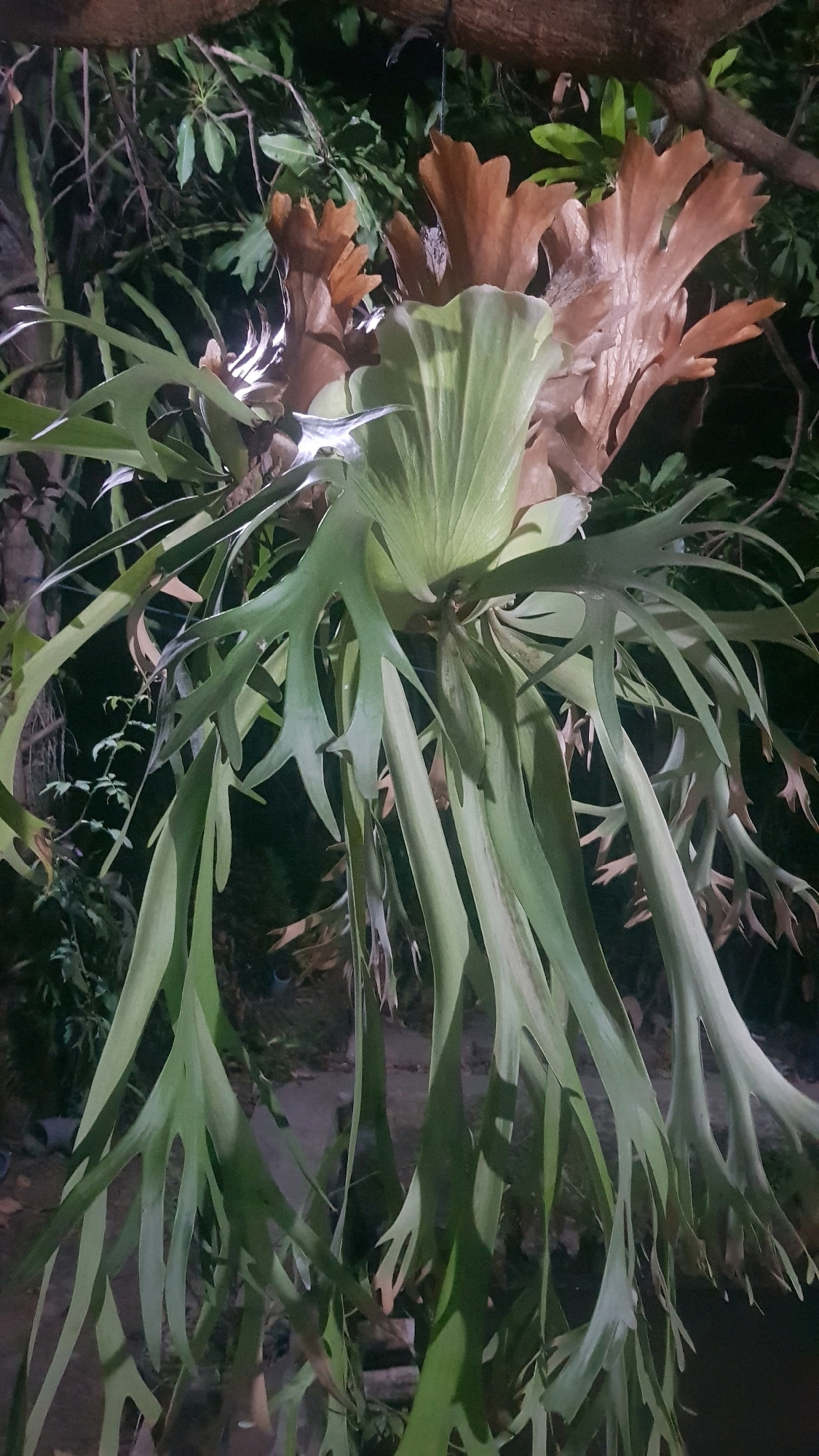 A large, epiphytic staghorn fern hangs from a tree branch. The fern has broad, shield-like fronds at its base and long, antler-like fronds that cascade downwards. The shield fronds are a dry, brown color, while the antler fronds are a vibrant green. The background is dark and out of focus, suggesting the photo was taken at night or in a shaded area. Trees and foliage are visible in the background. The scene is located in the natural environment of Karang Menggah, Indonesia.