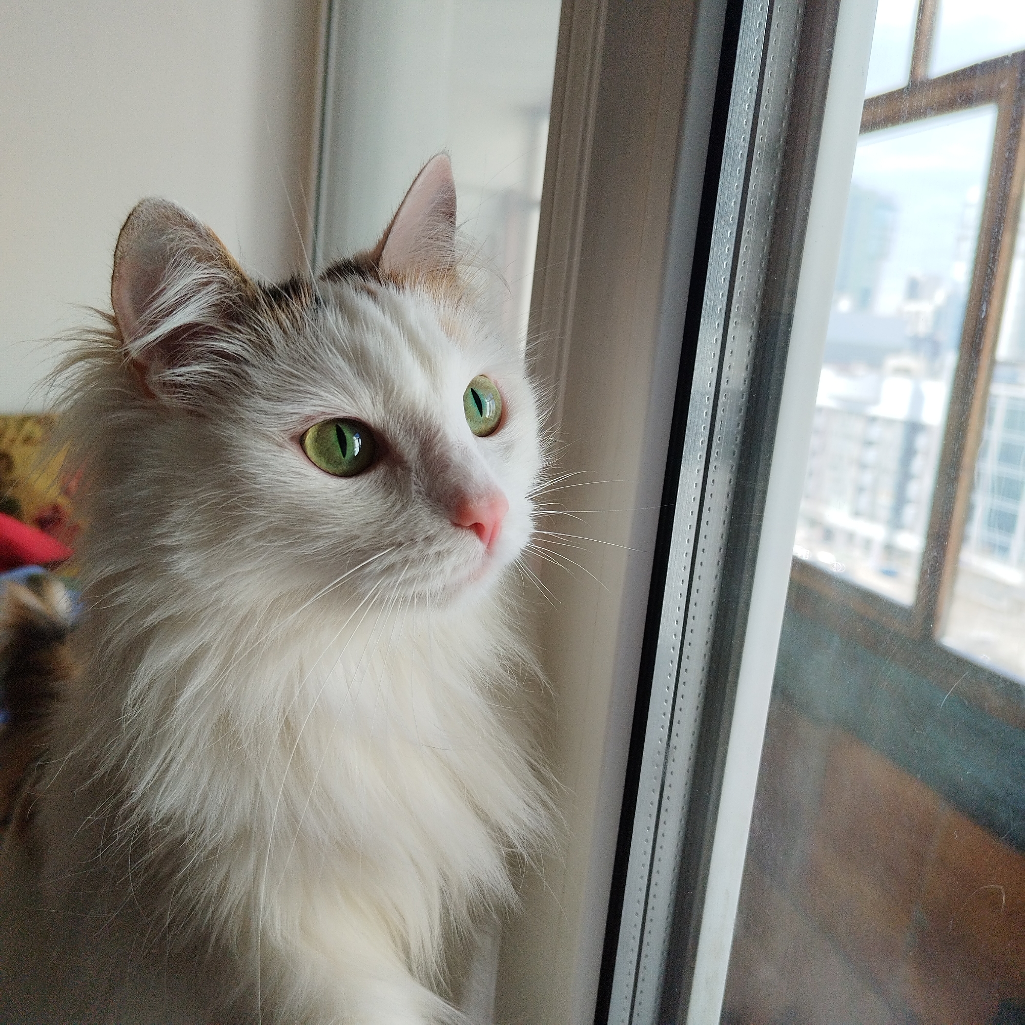 The media file displays a close-up of a long-haired cat, primarily white with some subtle brown/ginger markings on its ears. The cat has striking emerald green eyes with dilated pupils, a pink nose, and prominent white whiskers. It is positioned indoors, looking intently out of a window to its right, presenting a profile view of its face and chest.
The scene is set during the daytime, with natural light illuminating the cat. Through the window, a blurred cityscape with multiple buildings is visible, suggesting an urban environment, likely from an elevated floor. The window frame is modern, featuring dark and light gray components, some with a textured surface of small, regularly spaced dots.
The cat appears to be observing something outside, conveying a sense of curiosity or contemplation. The fur on its chest and around its face is visibly fluffy and soft. No discernible text is visible in the image.