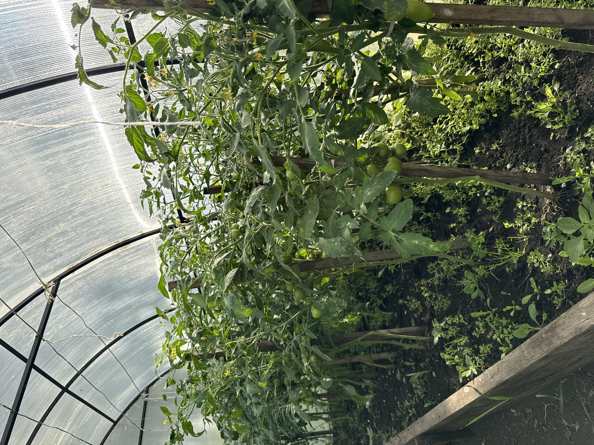 The image depicts a greenhouse in Большой Турыш, Russia, filled with rows of tomato plants. The plants are supported by wooden stakes and are laden with developing green tomatoes and small yellow flowers. The greenhouse has a transparent, possibly polycarbonate, roof supported by a metal frame. The ground is dark soil with some small weeds and other low-lying green plants growing around the base of the tomato plants. A wooden border defines the edge of the planting bed in the foreground. The scene suggests a horticultural setting focused on tomato cultivation.