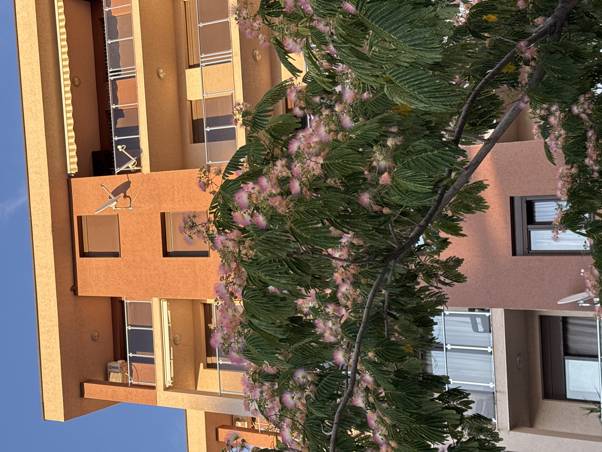 In the city of Rafailovići, Montenegro, a building with orange and beige facades stands under a clear blue sky. The building features multiple balconies with glass railings. In the foreground, a blooming tree with delicate pink flowers and green leaves partially obscures the building. A satellite dish is mounted on the building's exterior. The sunlight casts a warm glow on the scene, suggesting it is late afternoon or early morning. No people are visible in the image.