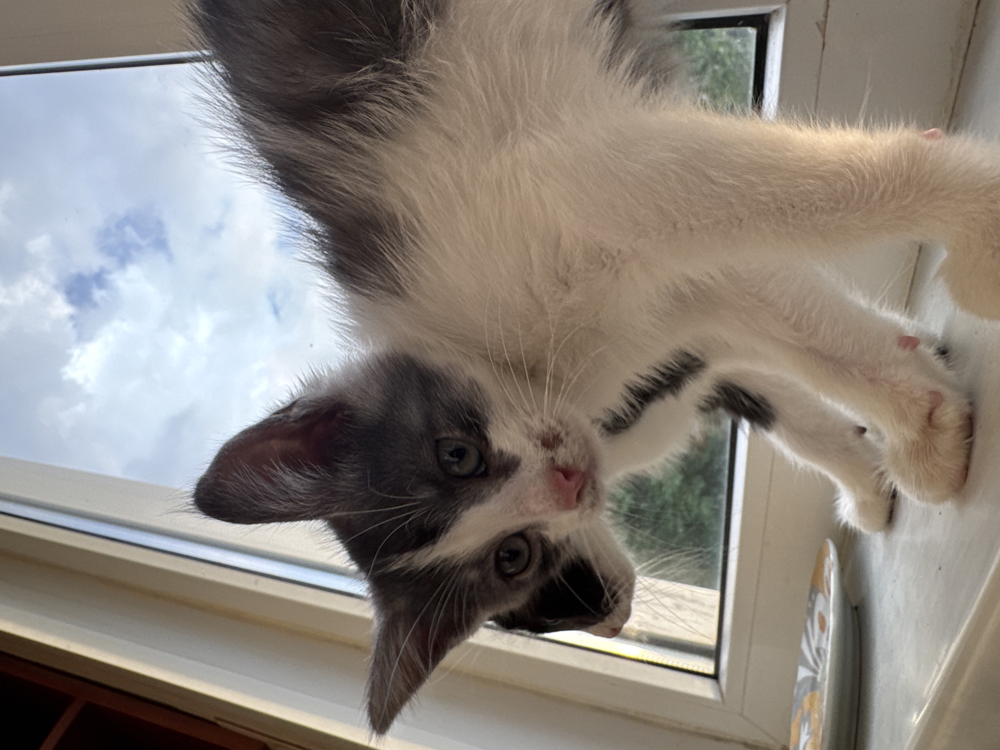 A kitten is hanging upside down from a window ledge. The kitten has grey and white fur and green eyes. It appears to be looking at the camera. The background shows a window with clouds in the sky and some greenery outside. The image is taken from a low angle, looking up at the kitten. The lighting suggests it is daytime.