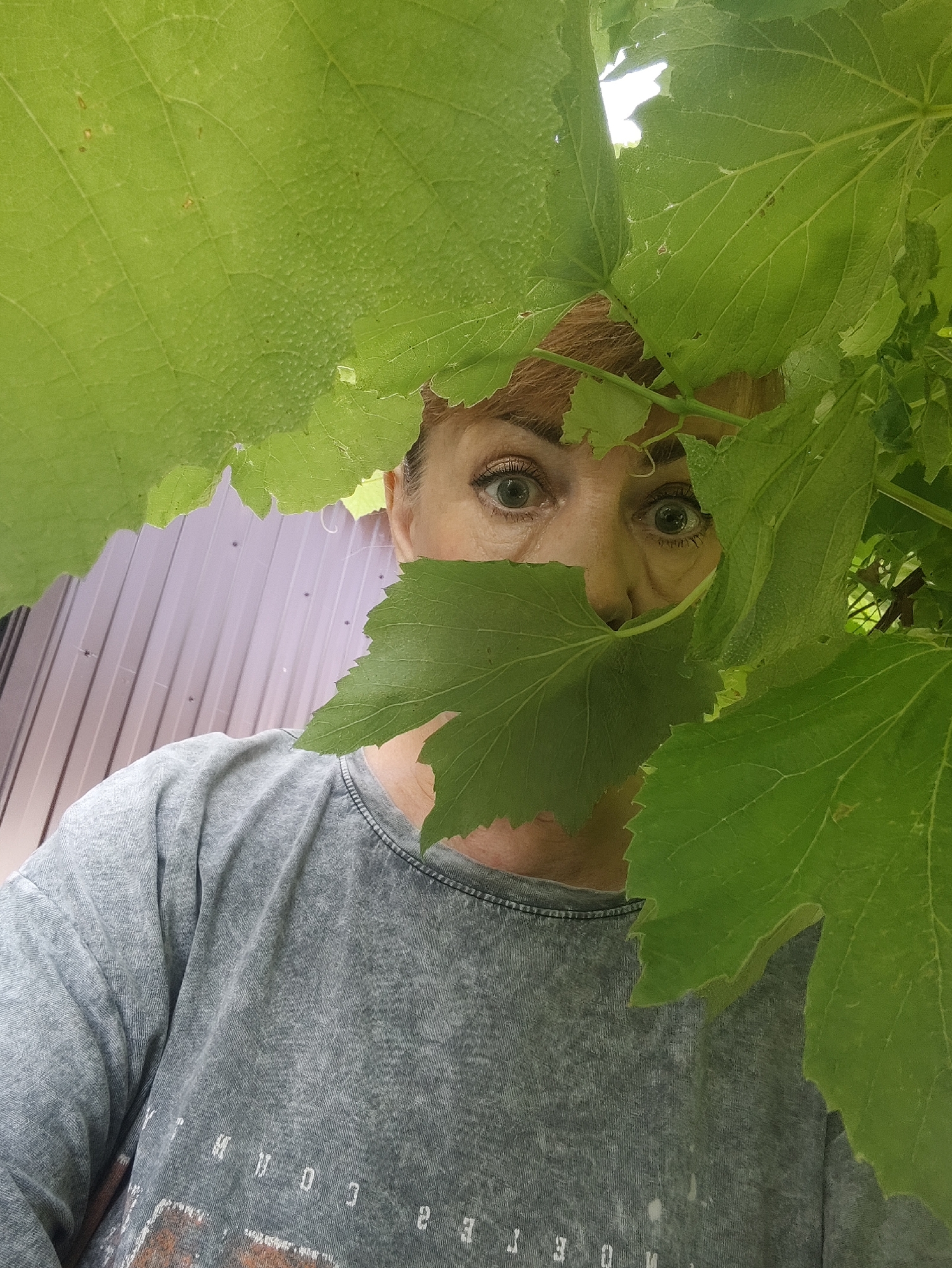 A woman is peeking through large green leaves, her eyes wide with a surprised expression. She is wearing a grey long-sleeved t-shirt with some faded white text on it. Behind her, a light-colored corrugated metal fence is visible. The scene appears to be outdoors, possibly in a garden or backyard, with the leaves dominating the foreground and partially obscuring the woman's face and upper body. The lighting suggests it is daytime. The image captures a playful or curious moment.