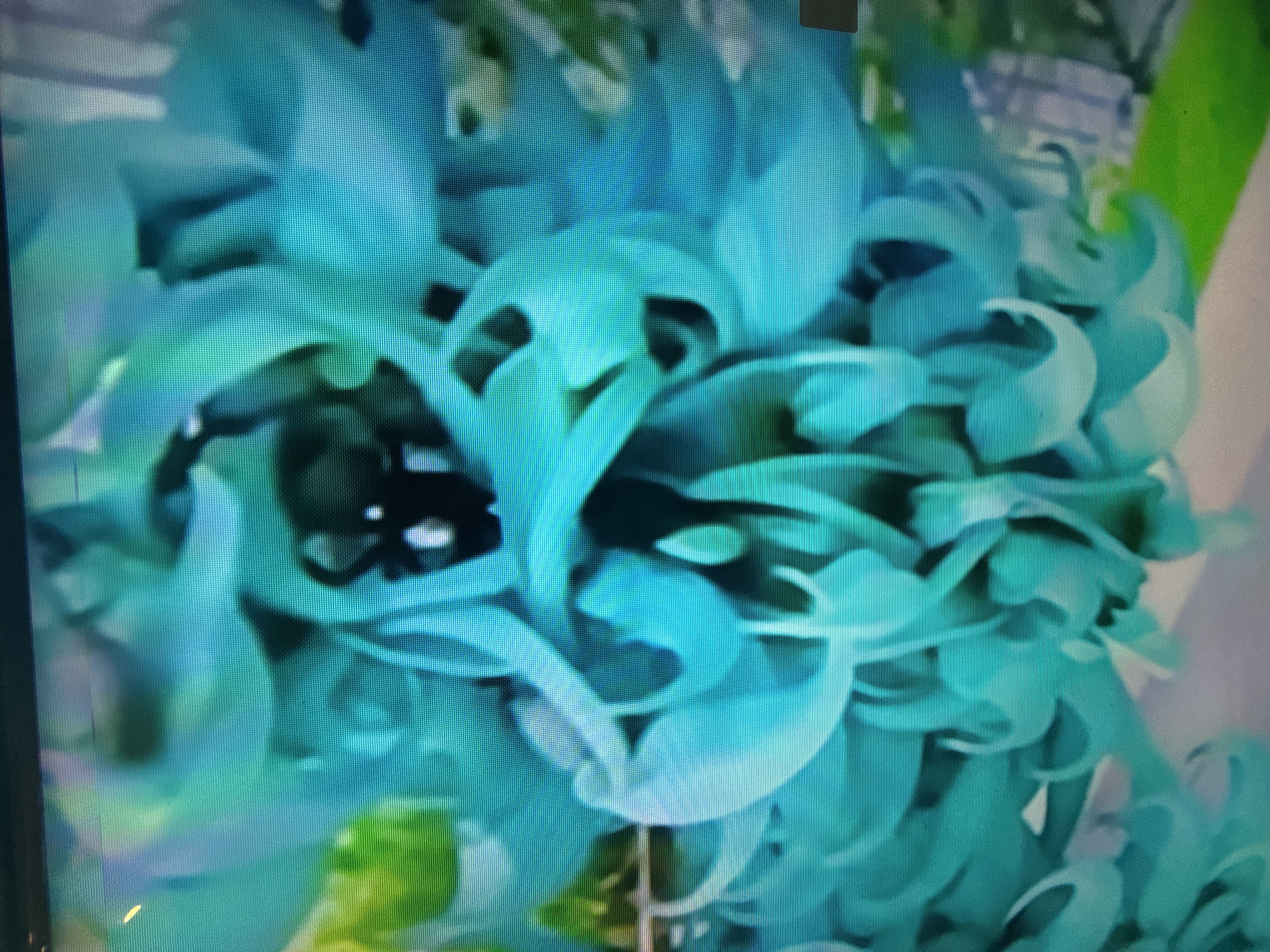 The image displays a close-up view of a vibrant teal-colored flower, likely a Jade Vine (Strongylodon macrobotrys), characterized by its claw-shaped petals and cascading bloom structure. The lighting appears to be natural, casting soft shadows and highlighting the translucent quality of the petals. The background is softly blurred, suggesting a shallow depth of field, with hints of green foliage and possibly other floral elements. The image is a photograph taken from a slightly elevated angle, focusing entirely on the intricate details and texture of the flower. There is no discernible location within the city of Çiğli, Turkey, in this image.