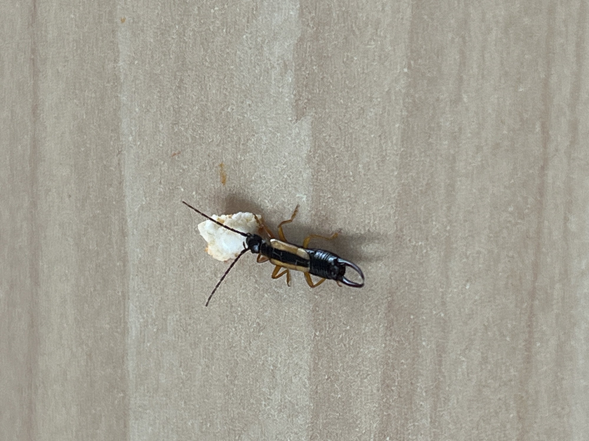 An earwig is walking towards the left, carrying a piece of white material. The insect has a black and yellow body, brown legs, and pincers. It is on a textured surface that appears to be a wall. Location data is not included in the image.