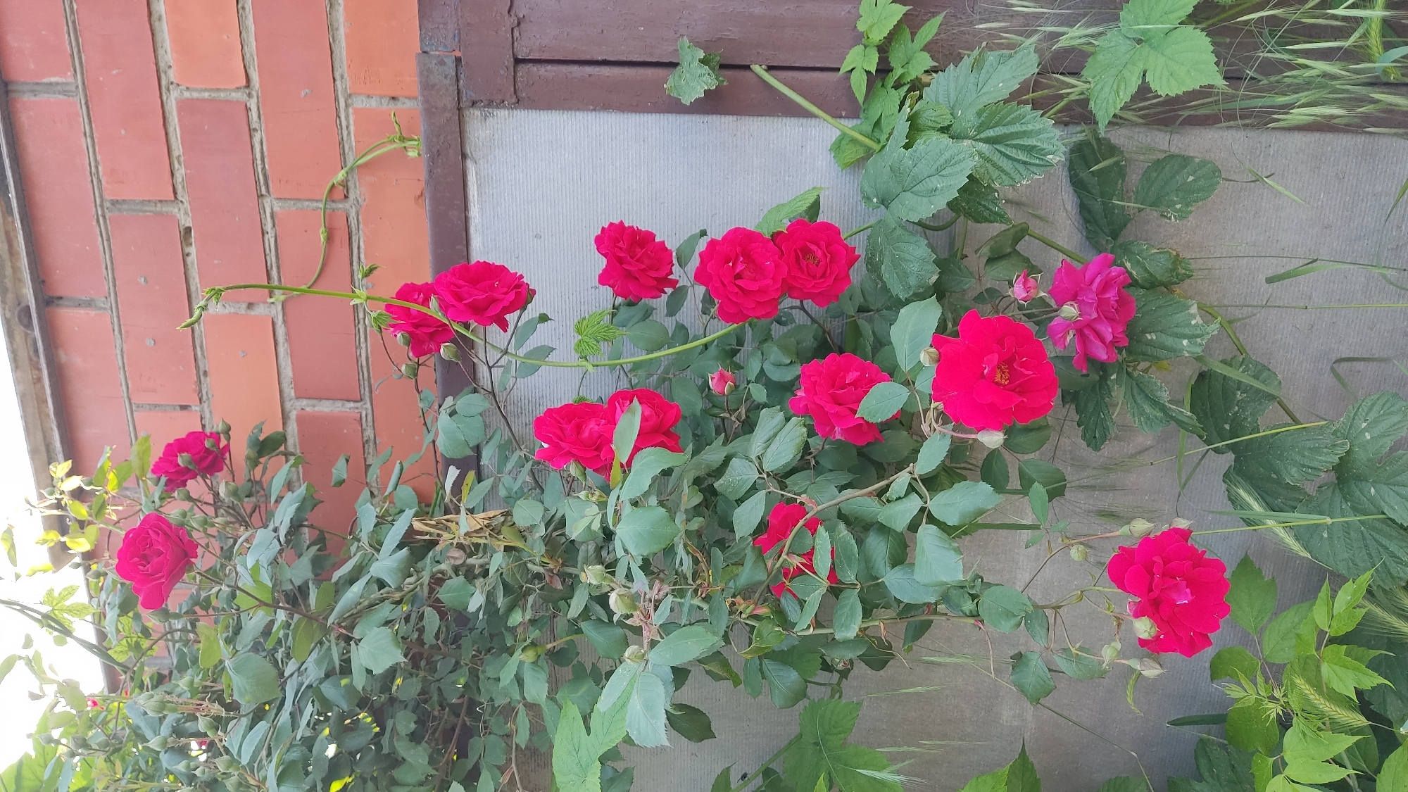 A cluster of red and pink roses adorn a wall in Krasnodar, Russia. The roses, in various stages of bloom, are accompanied by green foliage. A brick wall stands behind the flowers, and a window frame is visible above them. Additional greenery is interspersed with the roses. The background appears to be a wall or surface.